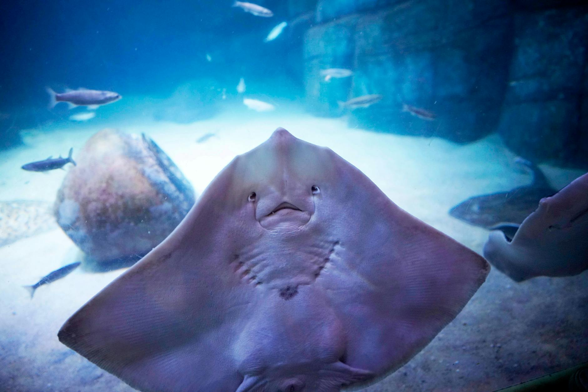 Im Aquadom lebten 1500 Fische, auch seltene Tierarten waren dabei.