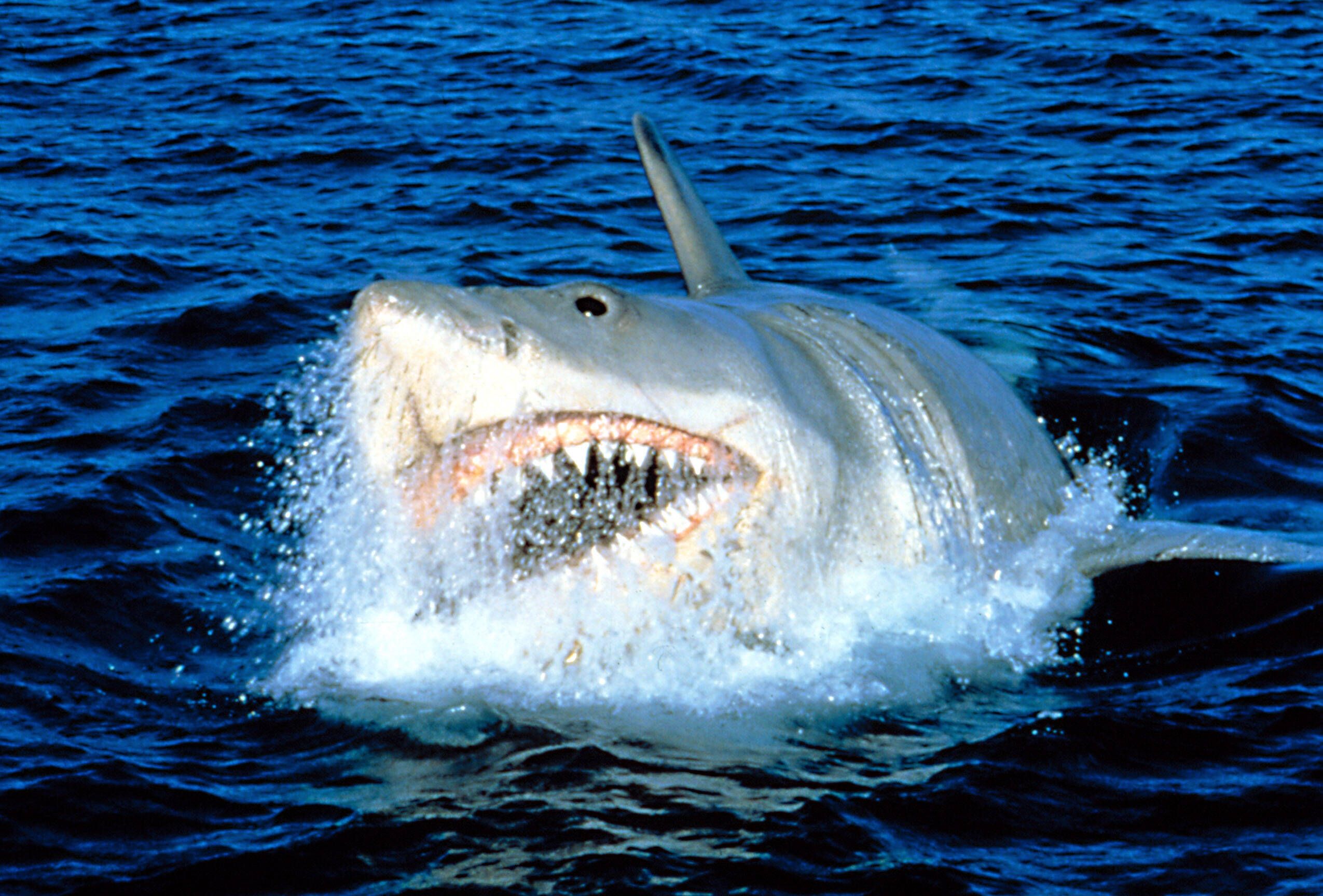 Image - Steven Spielberg bereut „Der Weiße Hai“ – aus DIESEM Grund