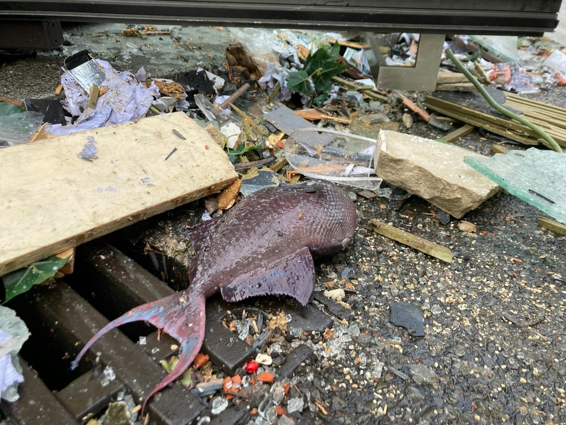 dpatopbilder - Ein toter Fisch liegt neben einem Gulli vor dem Hotel.