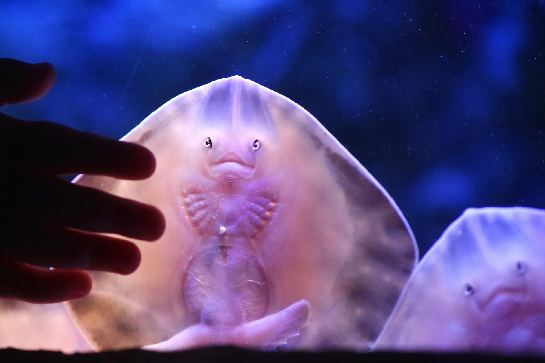 Zwei Baby-Rochen im Aquadom.