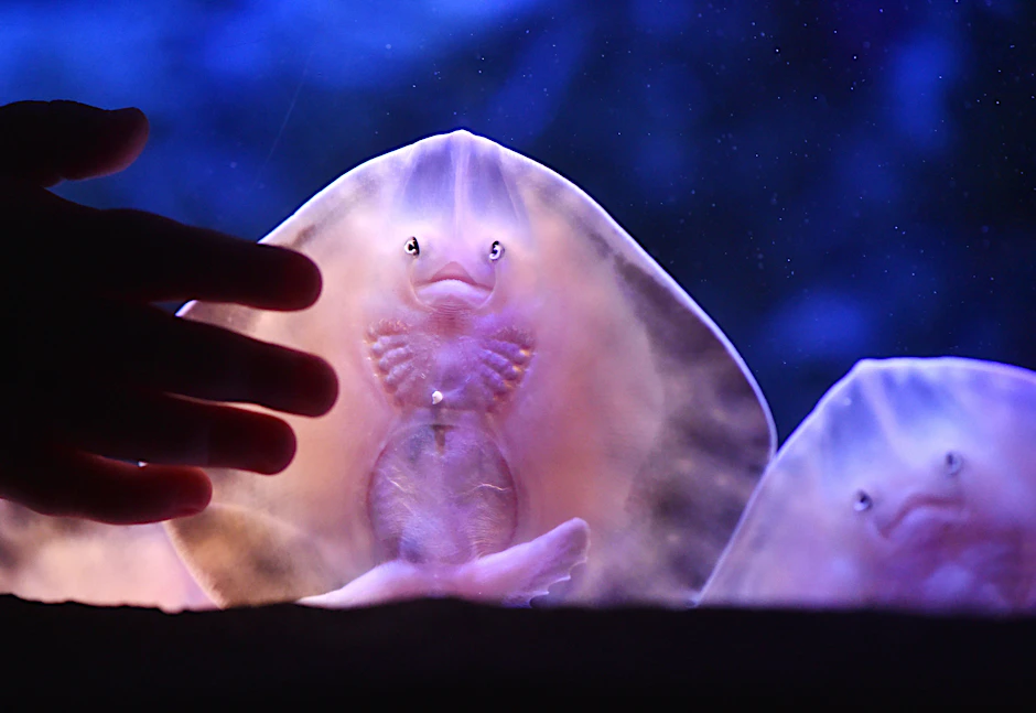 Zwei Baby-Rochen im Aquadom.