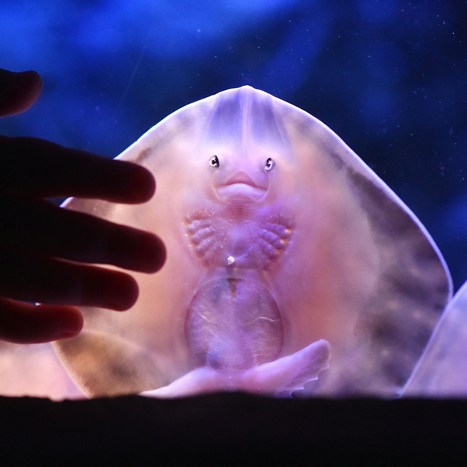 Aquadom-Desaster: die Kehrseite der Gigantomanie