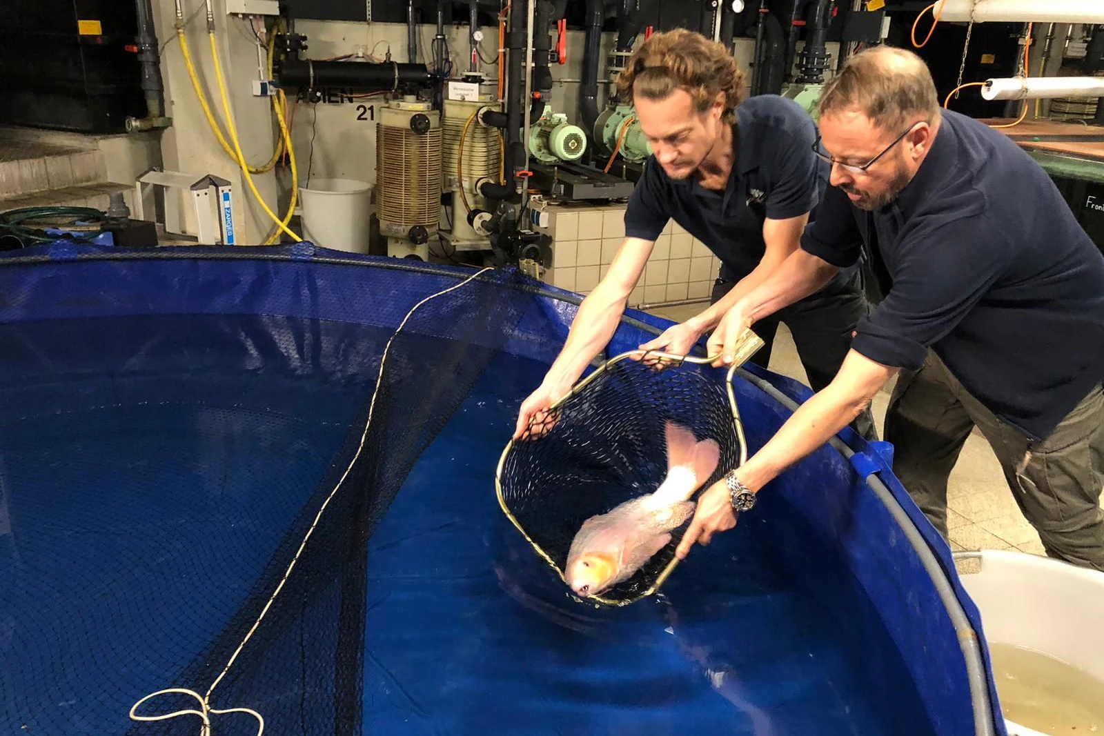 Zwei Mitarbeiter des Berliner Zoos lassen einen Koi in ein Becken. Drei Kois wurden nach dem Platzen des Aquadoms in den Zoo gebracht.