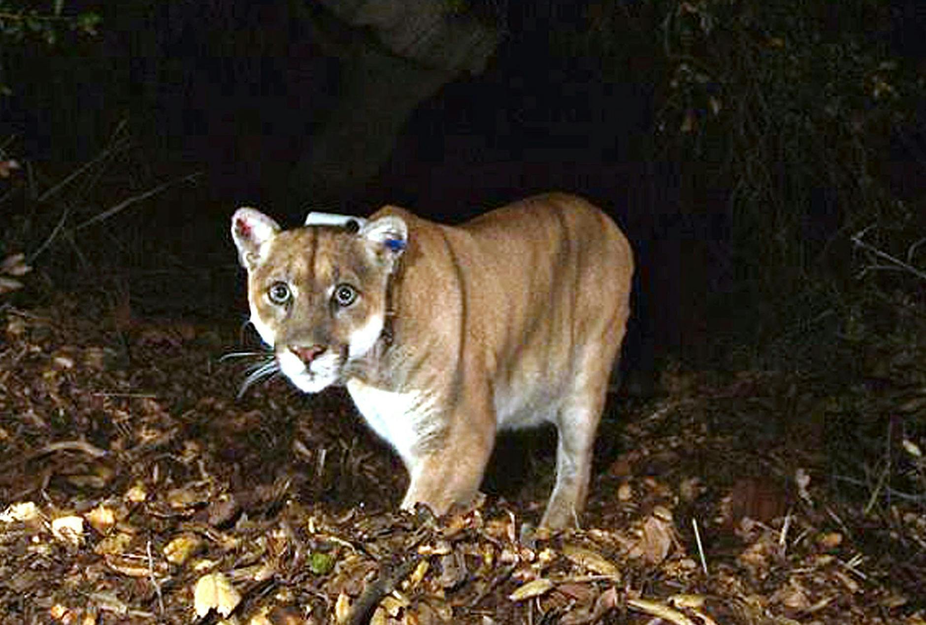 HANDOUT - «IIkonischer Botschafter für die Tierwelt»: Der Puma namens P-22.
