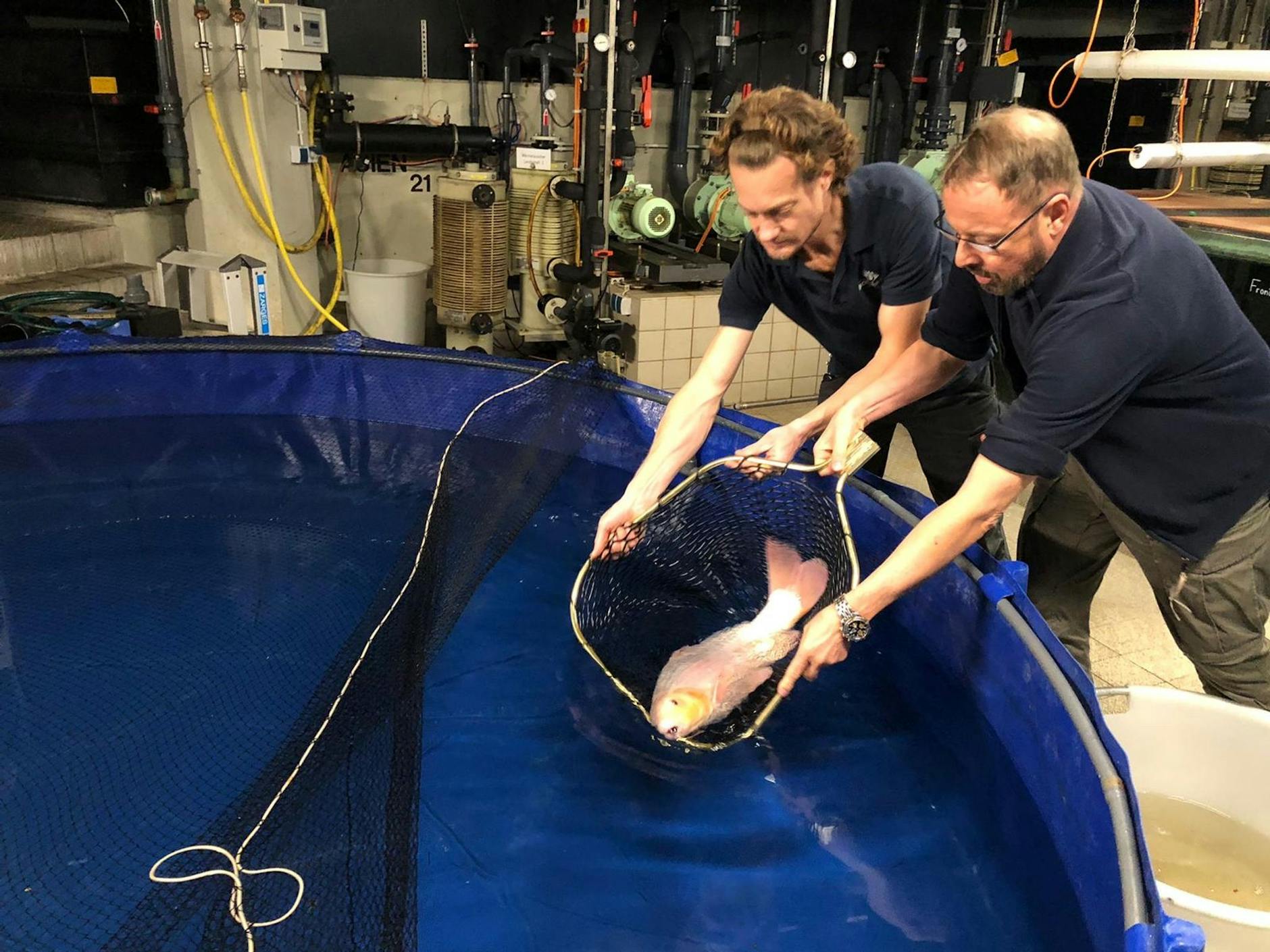 HANDOUT - Einige Fische konnten gerettet werden.