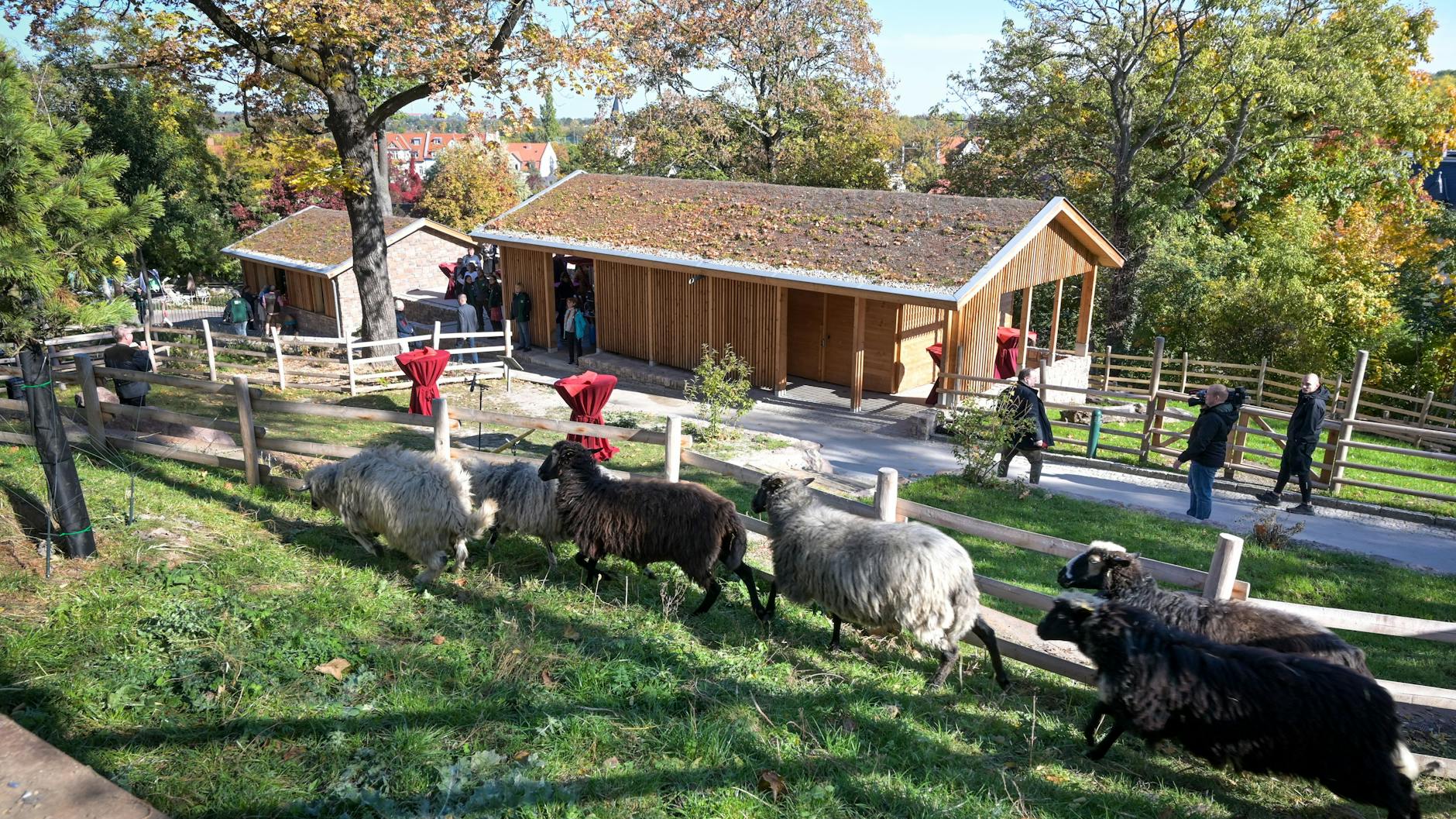 Die Krainer Steinschafe im Bergzoo Halle bekommen heute keinen Besucht, der Tierpark bleibt wegen Glatteis dicht.