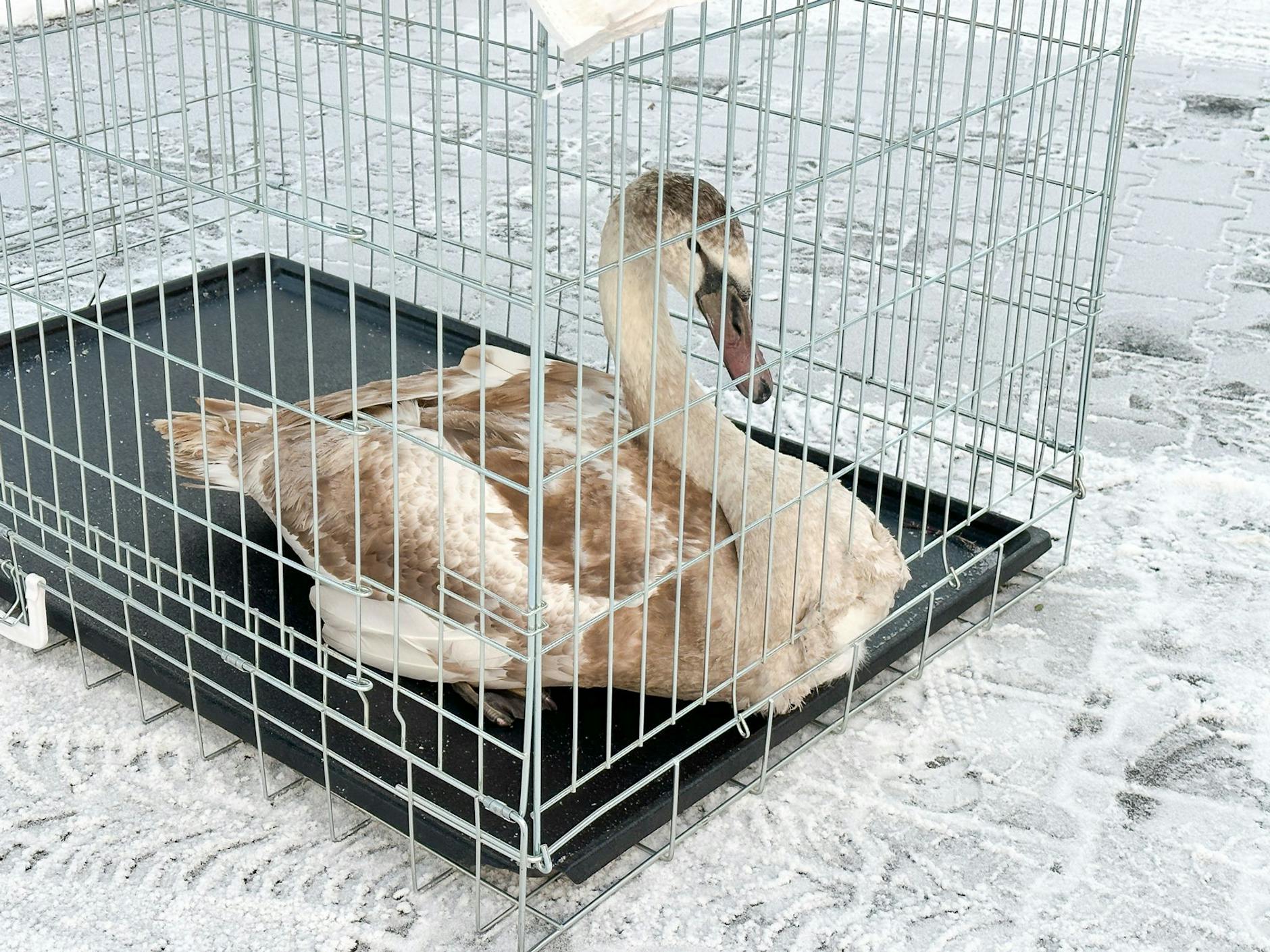 HANDOUT - Die Feuerwehr im bayerischen Stockstadt hat einen jungen Schwan, der hilflos bei minus acht Grad auf einer Straße saß, gerettet. /dpa