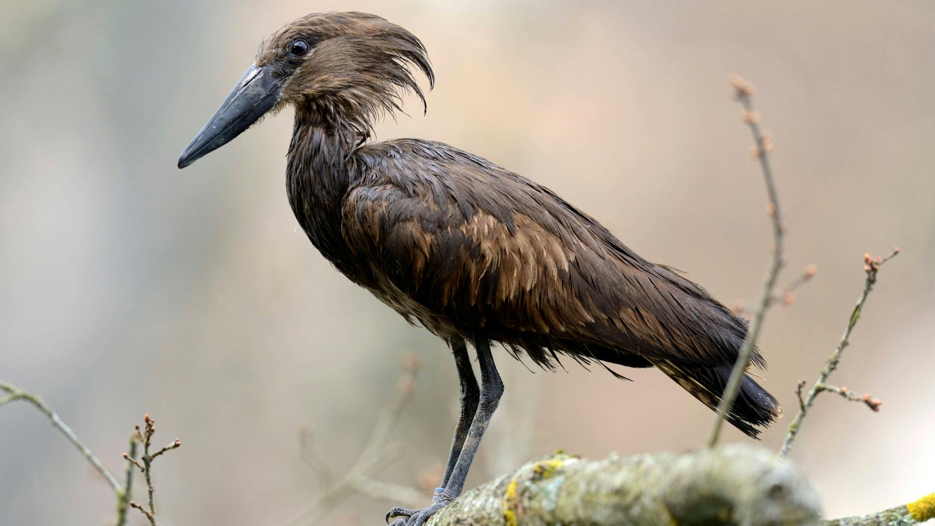 Ein Hammerkopf war am 13. November im Zoo gestorben, bei der Untersuchung des Kadavers wurde die schreckenerregende Todesursache gefunden: Vogelgrippe.