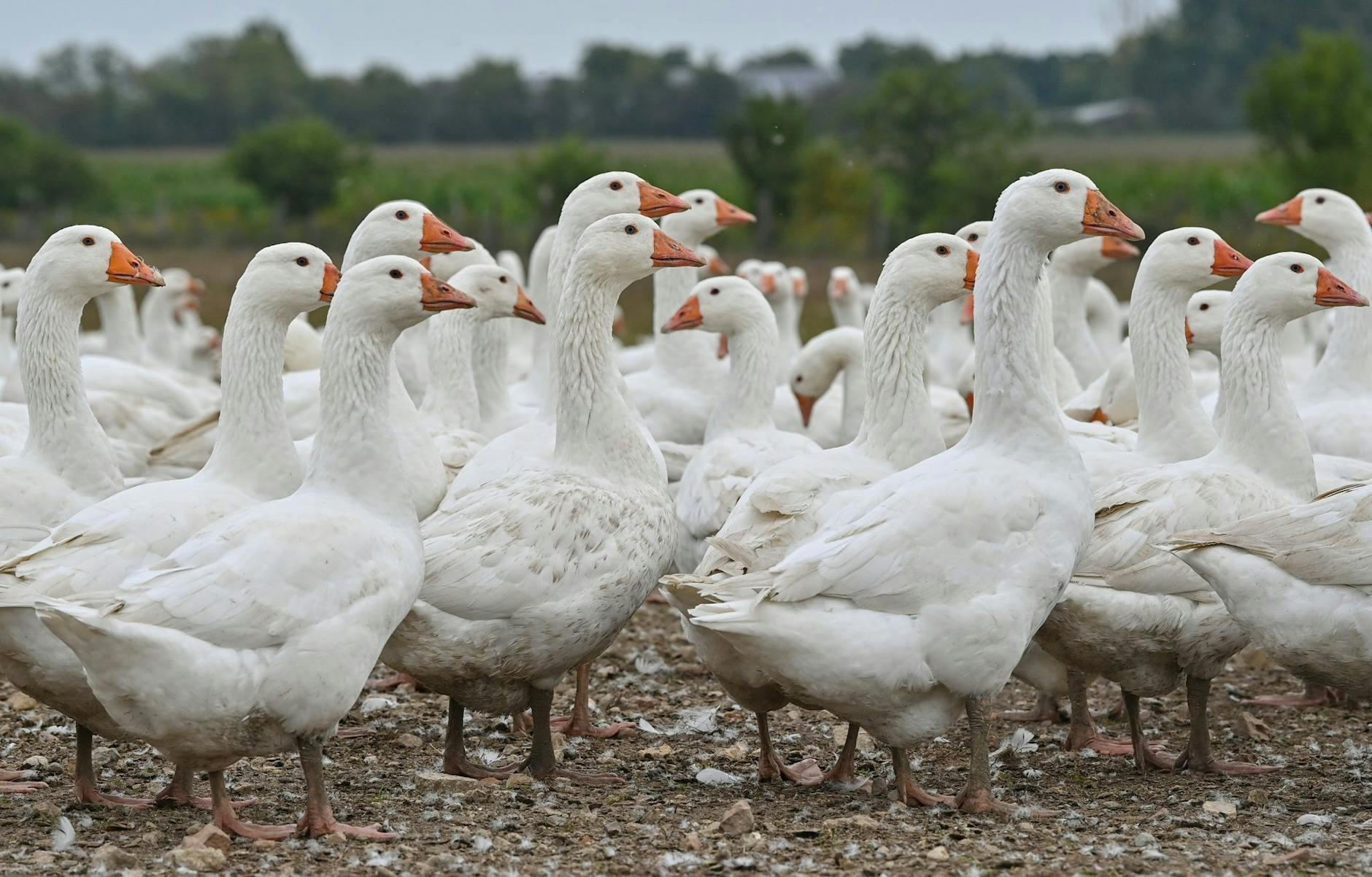 ARCHIV - Gänse auf einem Freigelände eines landwirtschaftlichen Betriebs in Brandenburg.