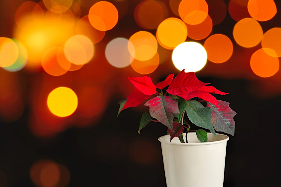 Die wahre, hssliche Geschichte des Weihnachtssterns