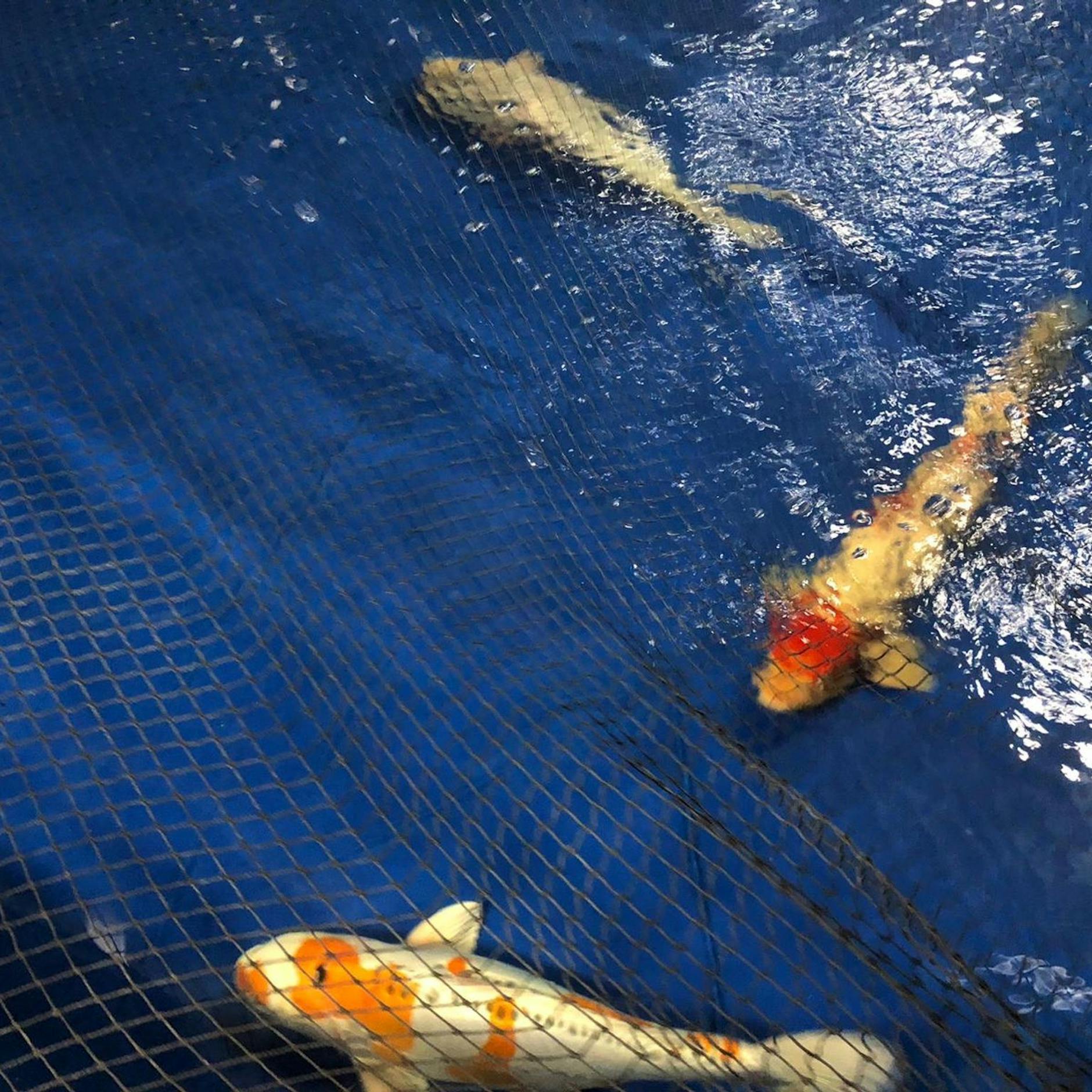 Image - Geplatztes Aquarium: Viele Fische werden in Zoo behandelt