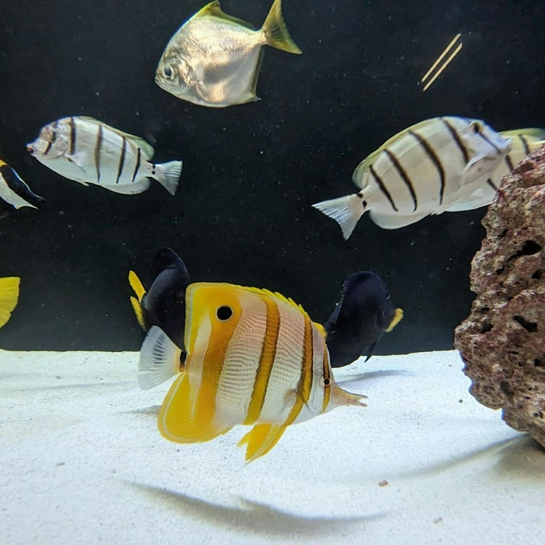 Kaputtes Aquarium: Fischen gehe es „Umständen entsprechend“