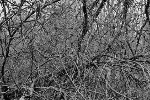 Dickicht in der Döberitzer Heide