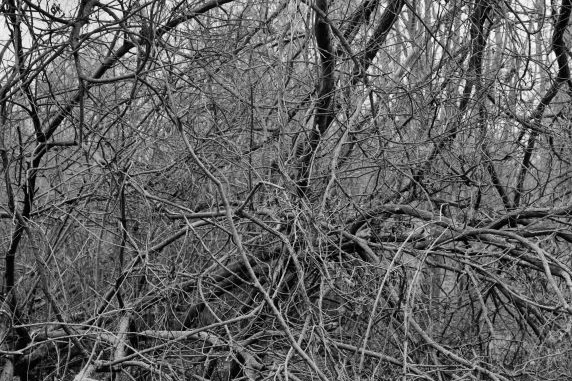 Dickicht in der Döberitzer Heide