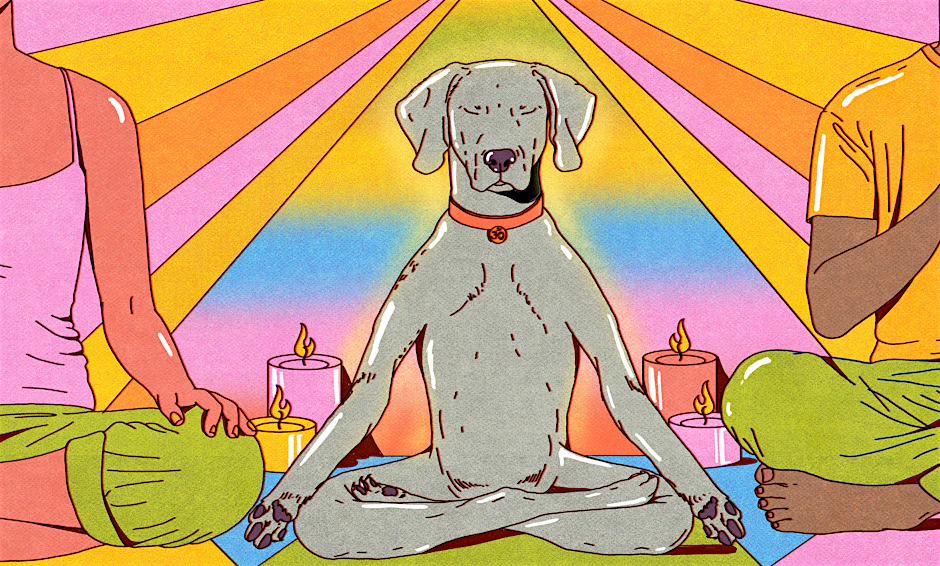 Der Weimaraner unseres Autors hat vor ein paar Wochen begonnen zu meditieren.