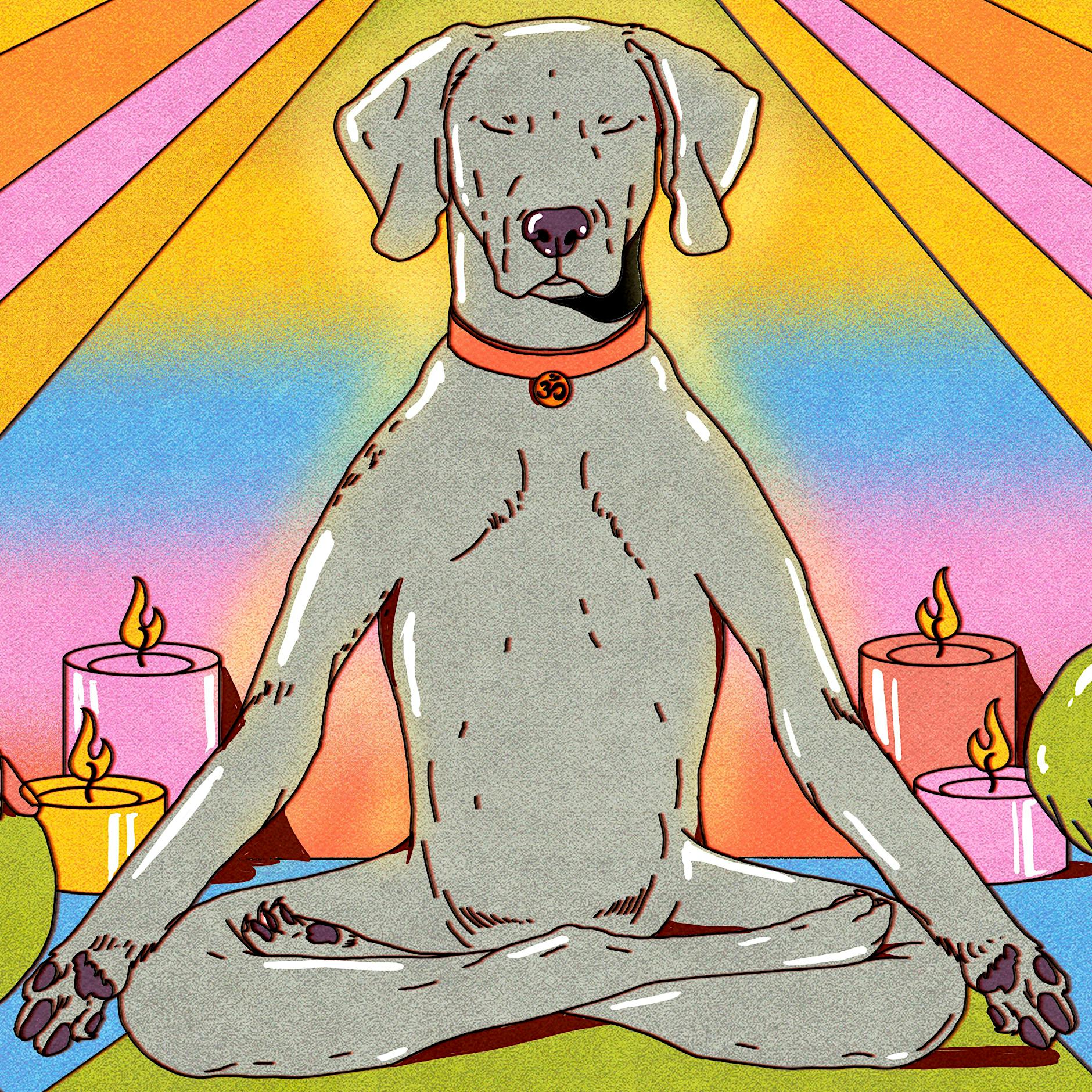 Auch Tiere können meditieren: Wie unser Hund vom Rüpel zum Buddha wird