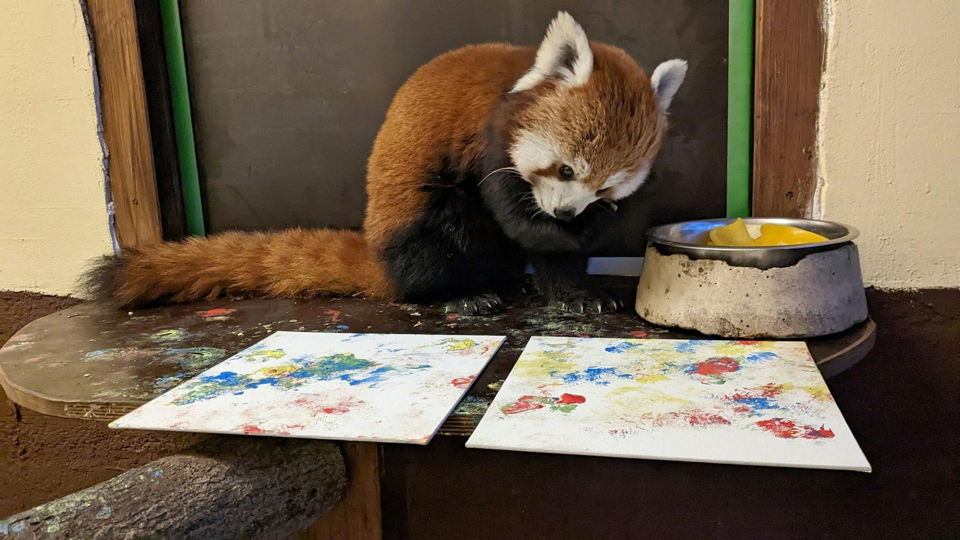 HANDOUT - Mit Fingerfarbe an ihren Pfoten malt Panda-Bärin Kamala kleine Kunstwerke.