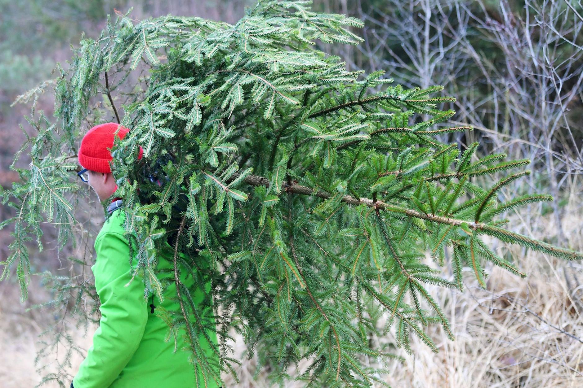 Ist im Wald das Schlagen der Tanne erlaubt?