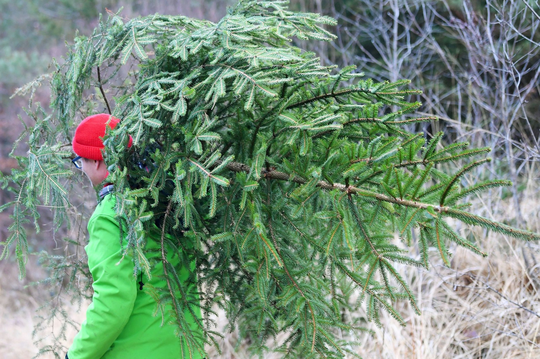 Ist im Wald das Schlagen der Tanne erlaubt?