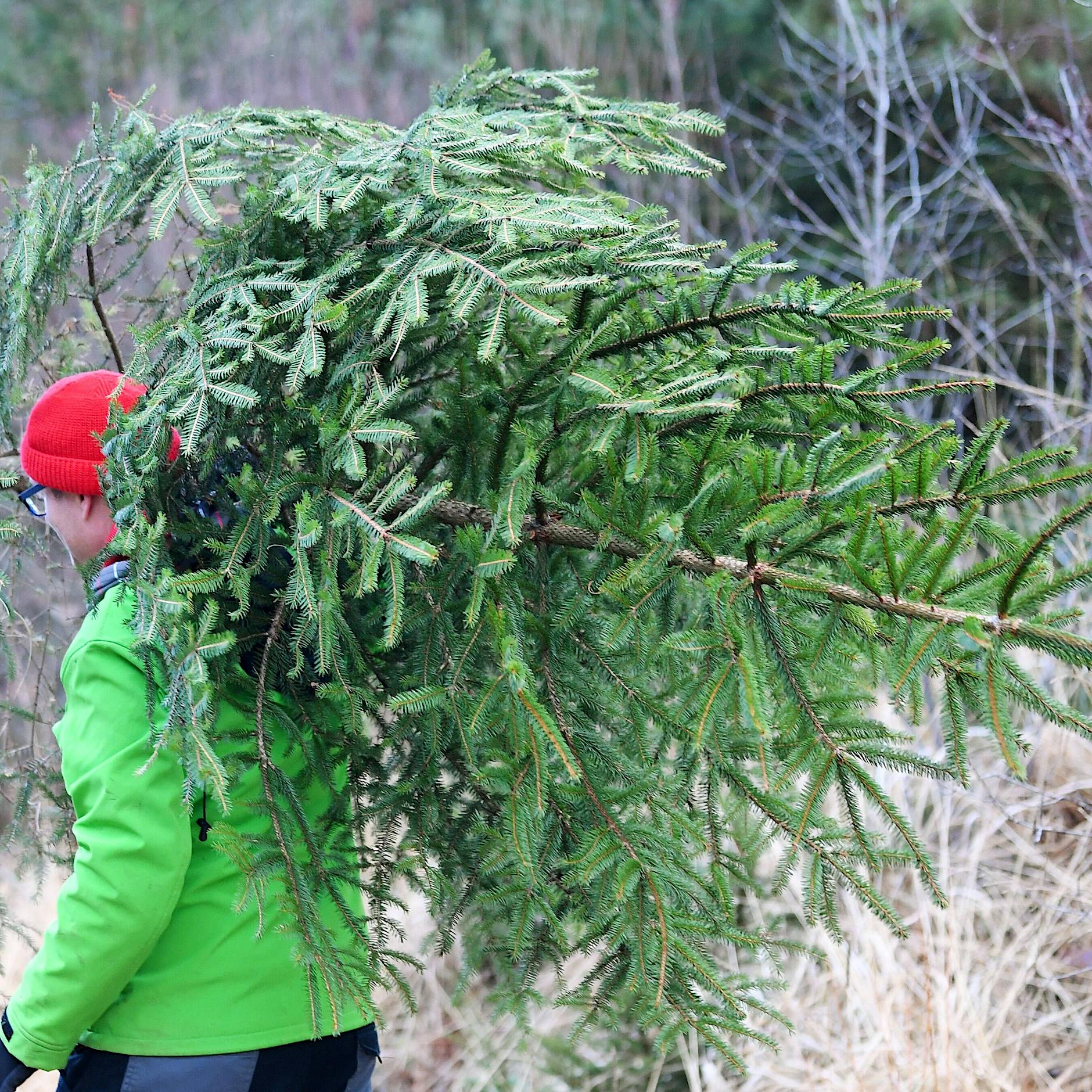 Darf ich mir einen Weihnachtsbaum aus dem Köpenicker Forst schlagen?