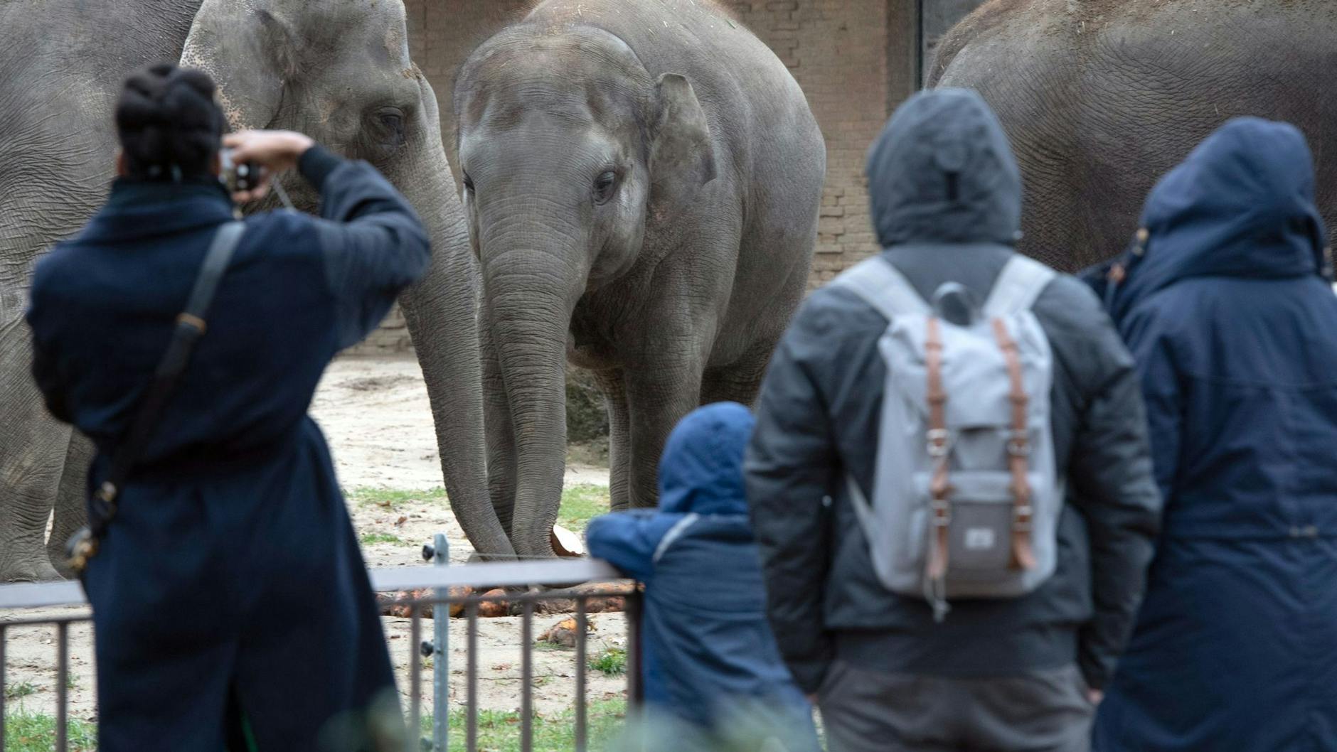Besucher beobachten im Zoo die Elefanten.