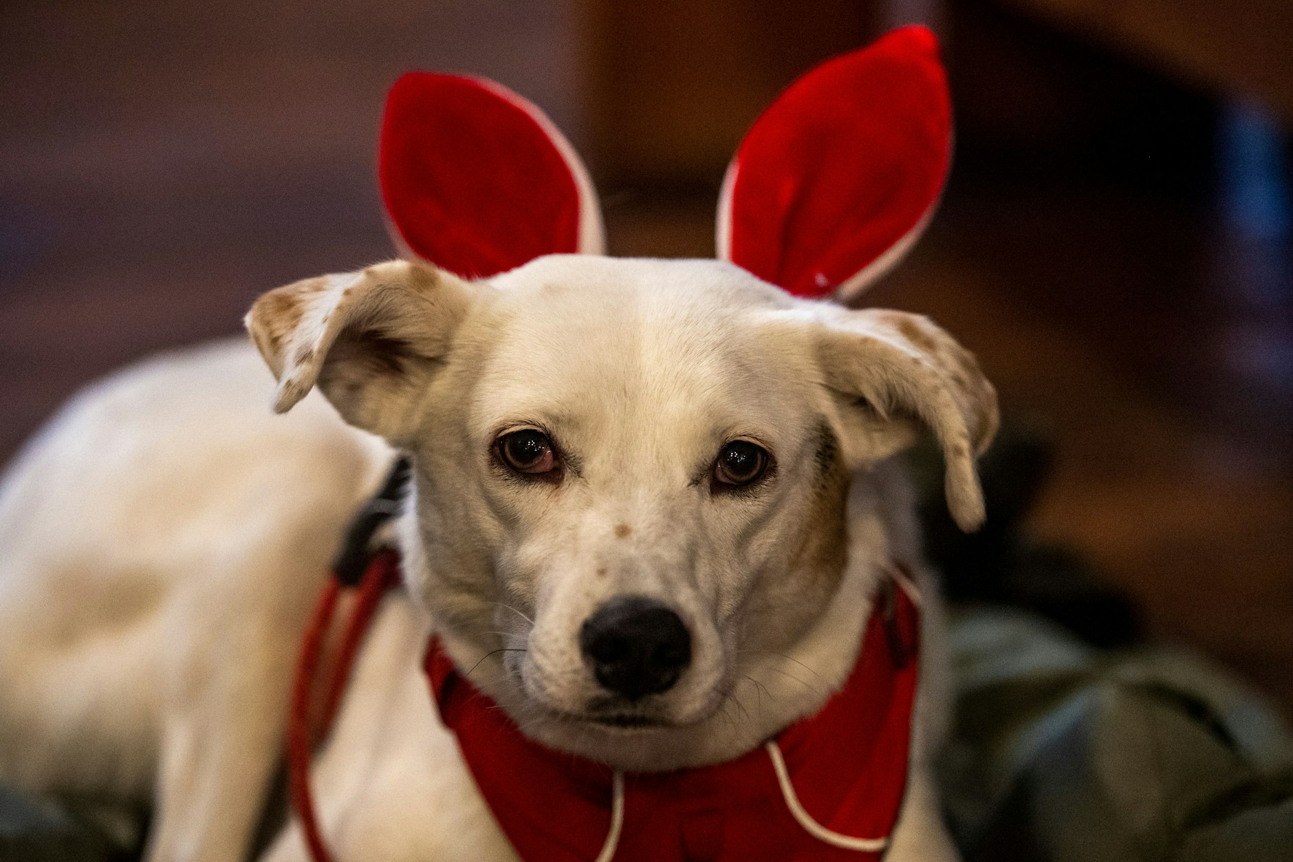 Ein englischer Vierbeiner hat offenbar an Heiligabend einen Brand ausgelöst. Die Feuerwehr konnte die Flammen jedoch rasch löschen.&nbsp;