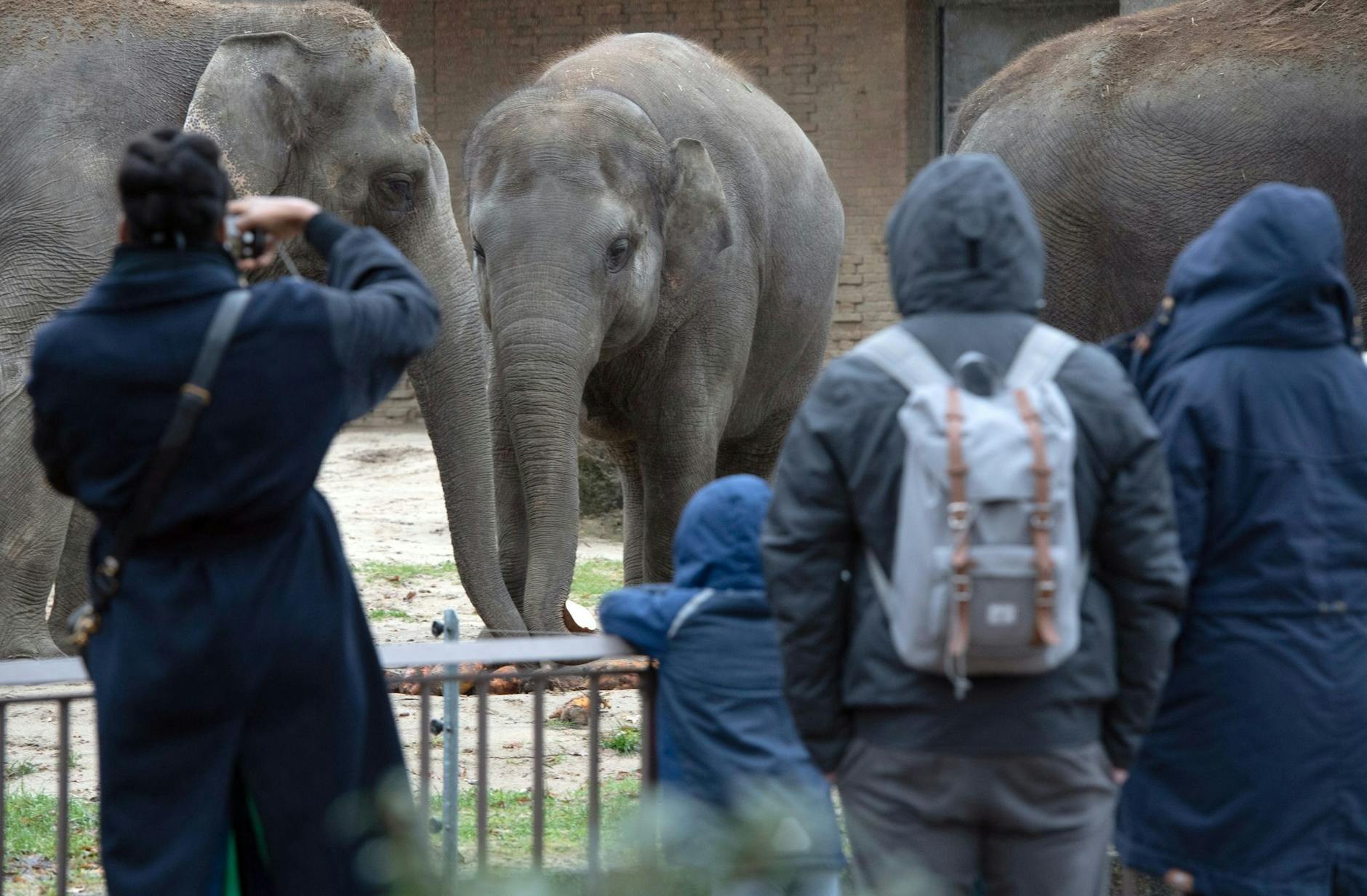Besucher beobachten im Zoo an Heiligabend die Elefanten.