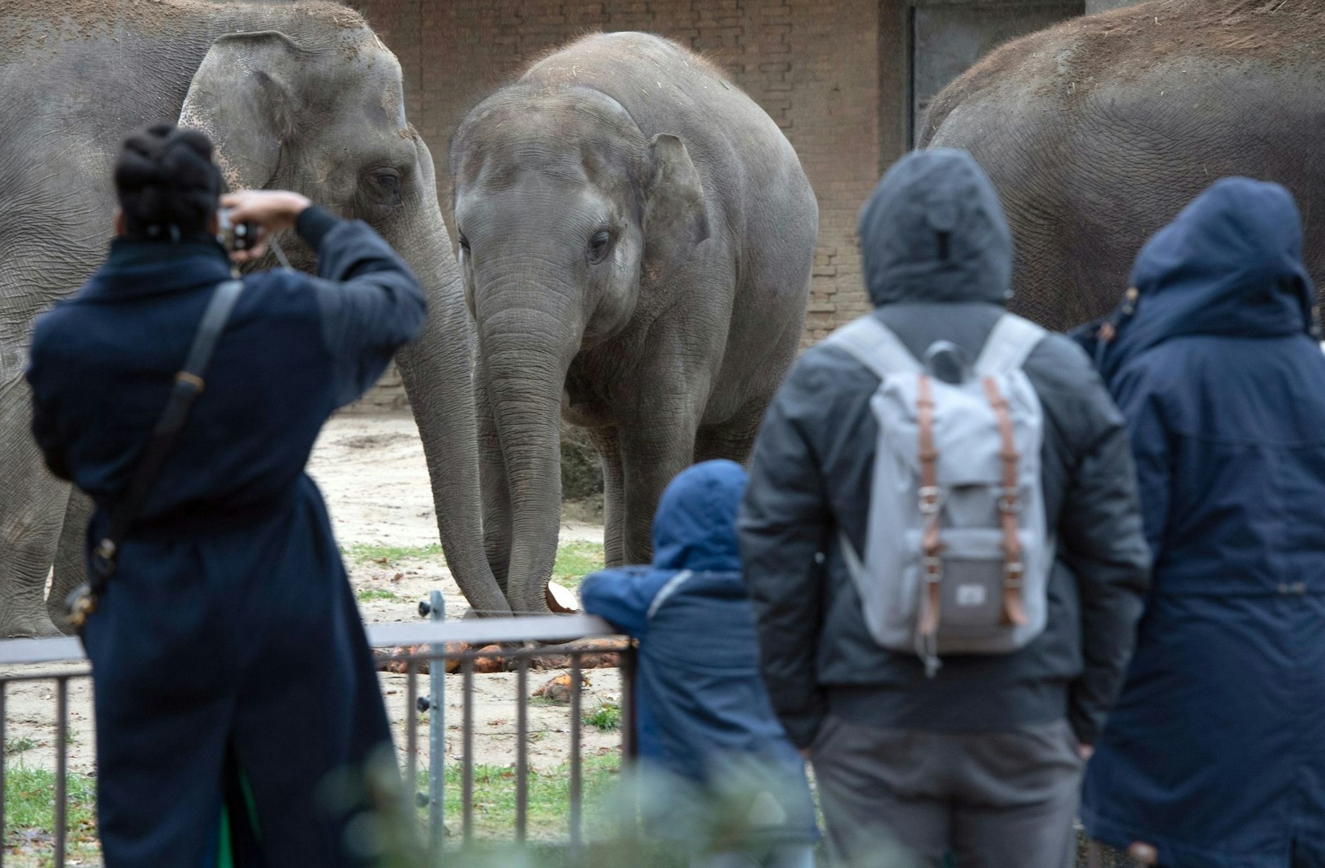 Besucher beobachten im Zoo an Heiligabend die Elefanten.  