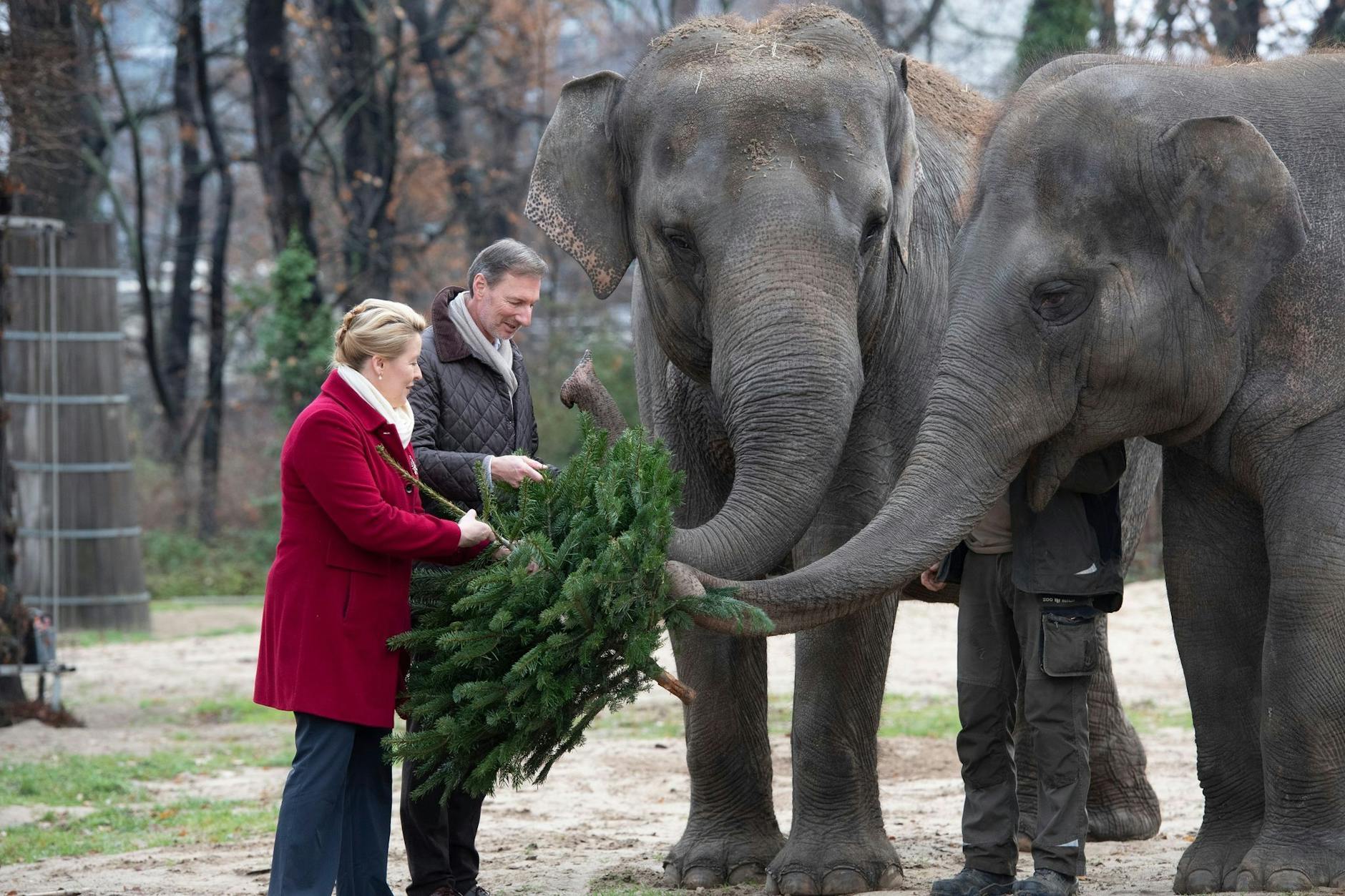 Berlins Regierende Bürgermeisterin Franziska Giffey und Zoodirektor Andreas Knieriem verfüttern im Zoo einen Tannenbaum an die Elefanten.