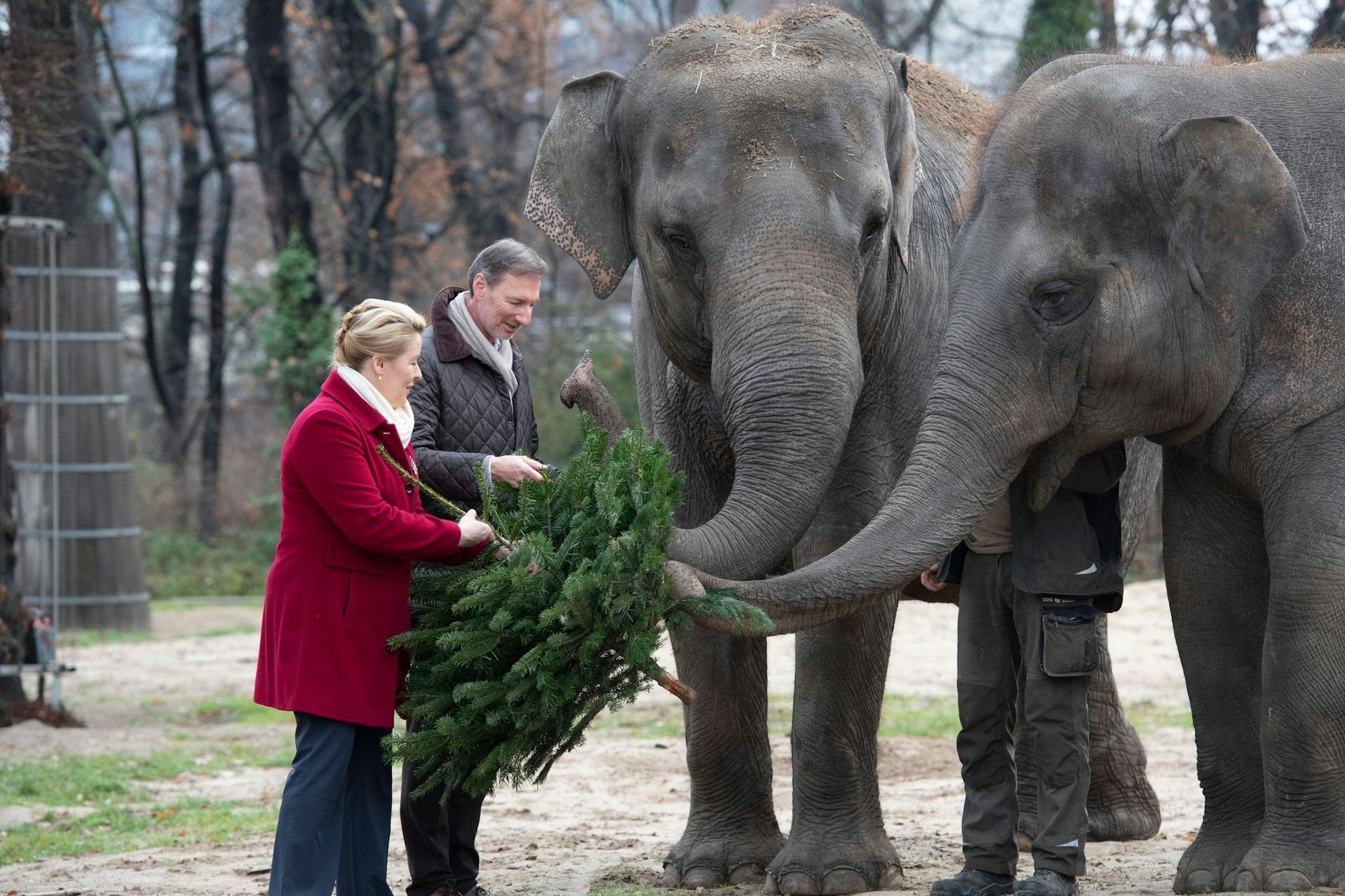 Berlins Regierende Bürgermeisterin Franziska Giffey und Zoodirektor Andreas Knieriem verfüttern im Zoo einen Tannenbaum an die Elefanten.  