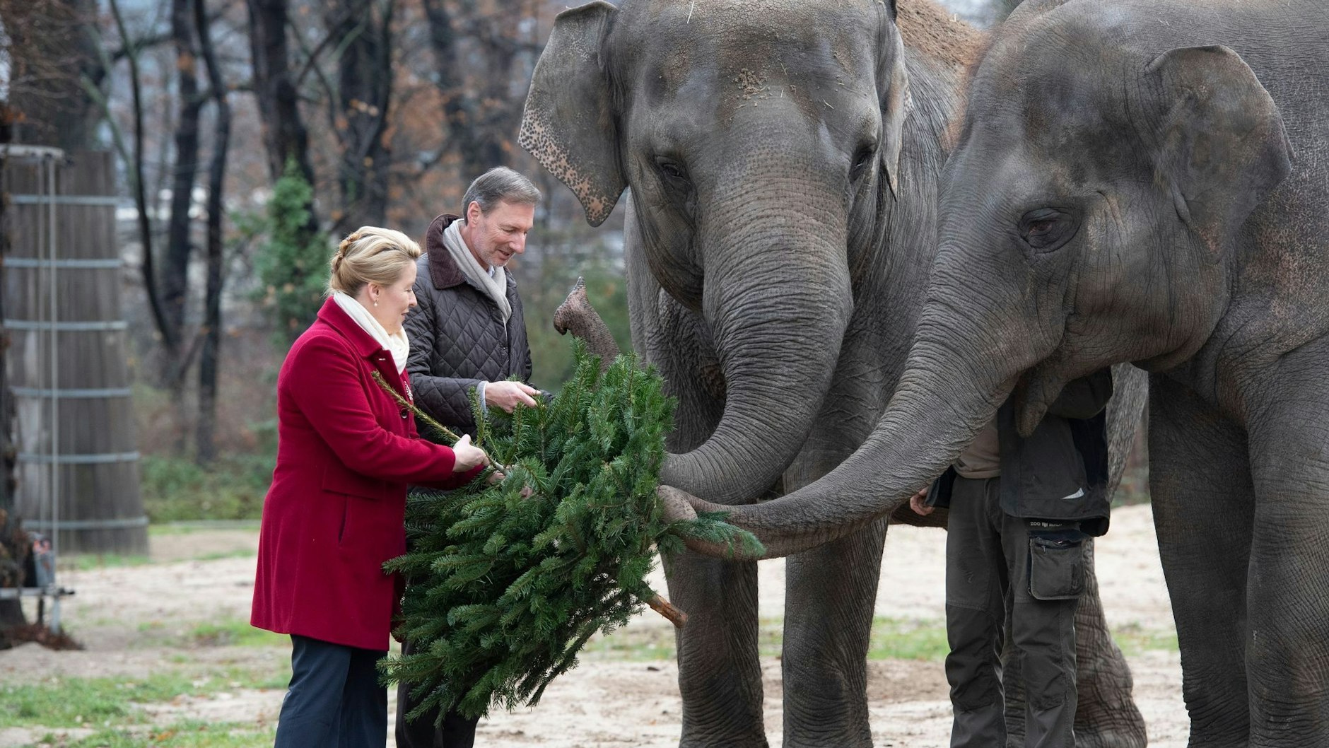 Berlins Regierende Bürgermeisterin Franziska Giffey und Zoodirektor Andreas Knieriem verfüttern im Zoo einen Tannenbaum an die Elefanten. 