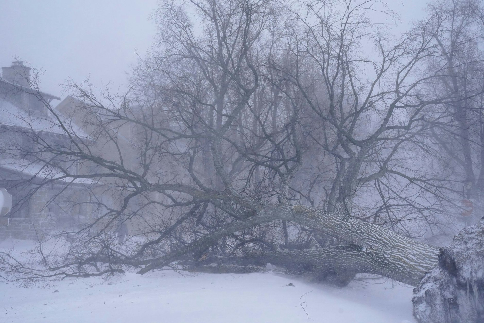 Ein umgefallener Baum liegt auf der Kreuzung in Buffalo. 