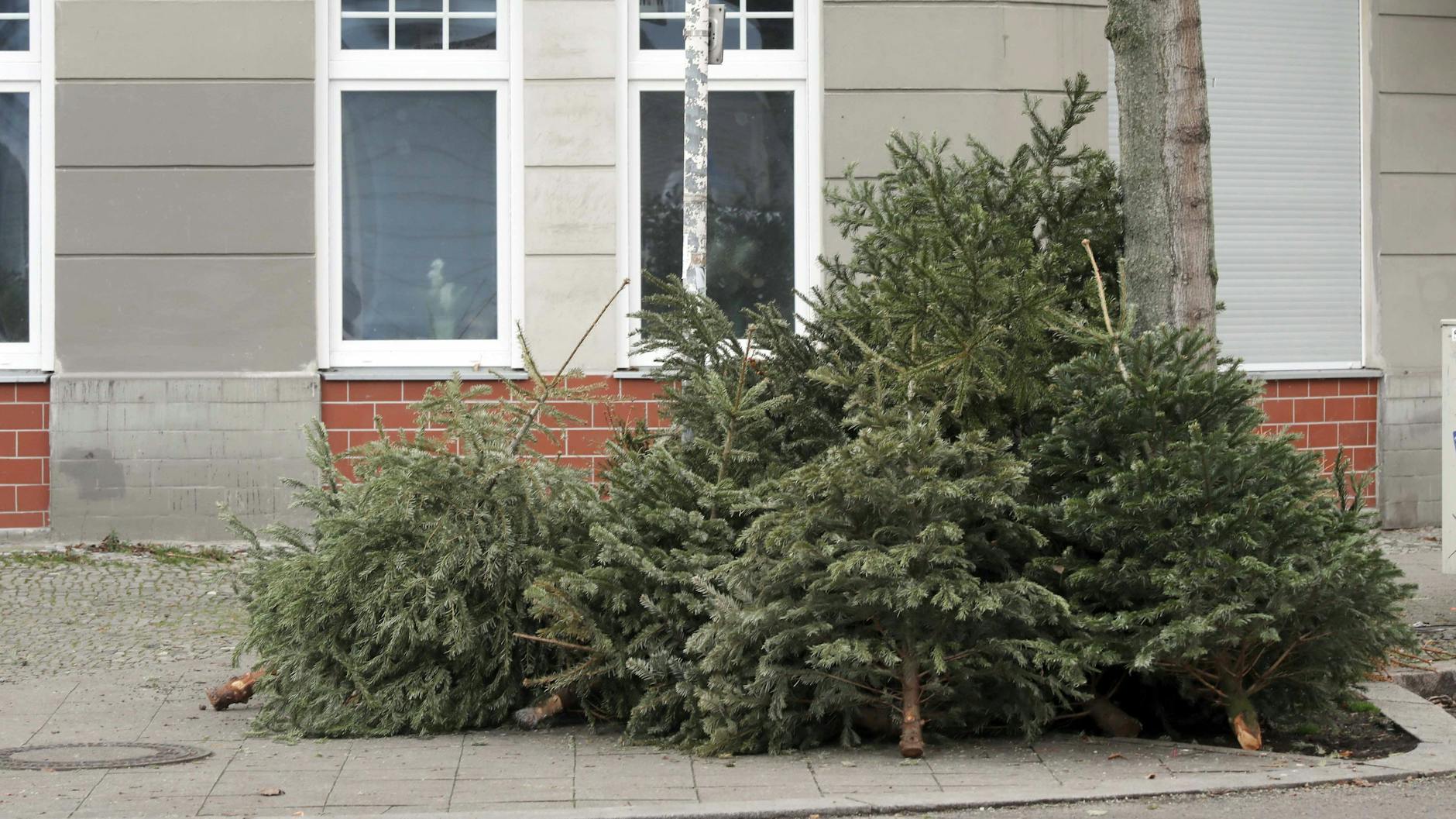 In allen Berliner Ortsteilen werden im Januar ausrangierte Weihnachtsbäume durch die BSR abgeholt.