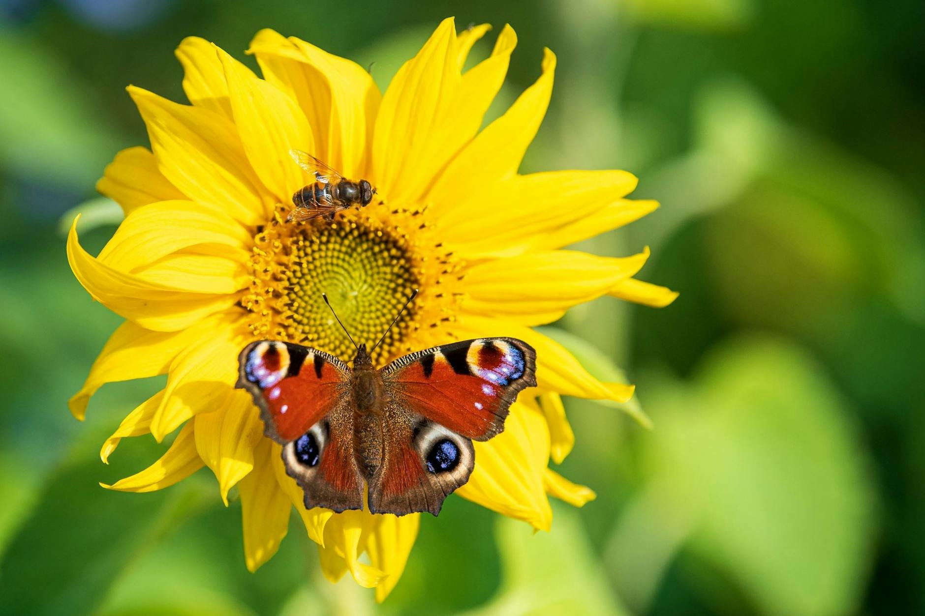 ARCHIV - Ein Abkommen des Weltnaturgipfels soll die Lebensräume von Insekten und anderen Arten schützen.