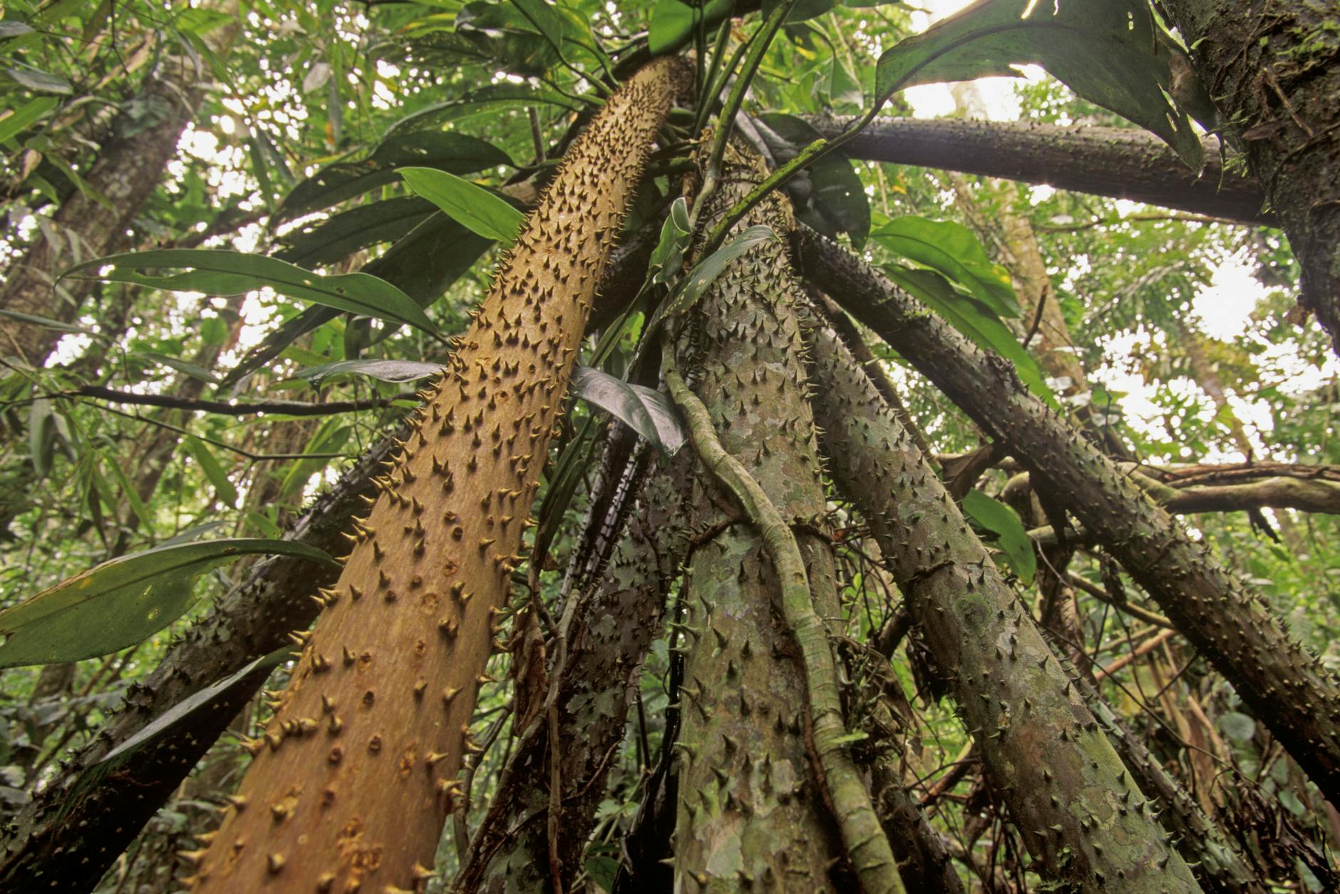 Bis zu 20 Meter hoch wächst der Baum Socratea exorrhiza.