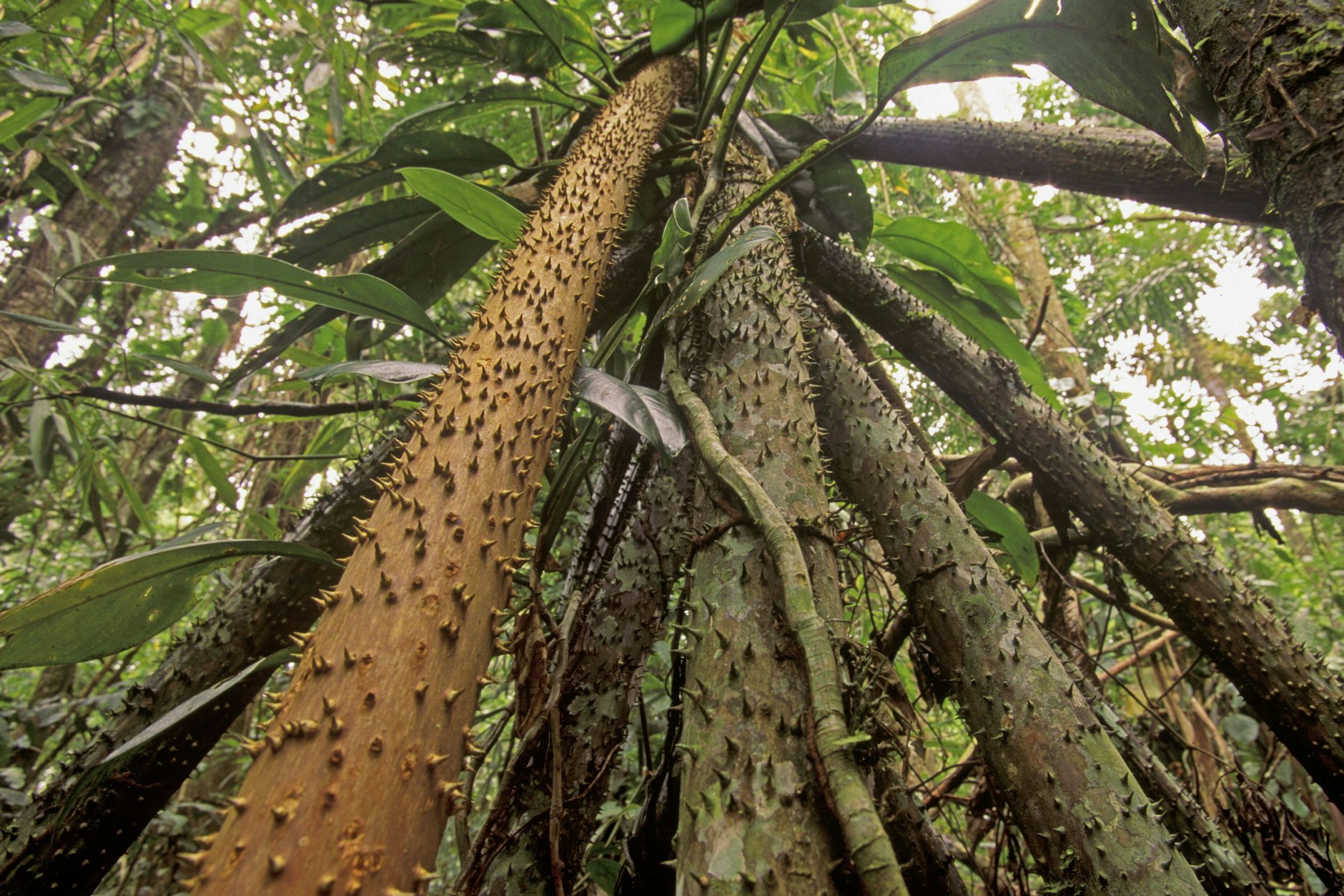 Bis zu 20 Meter hoch wächst der Baum Socratea exorrhiza.