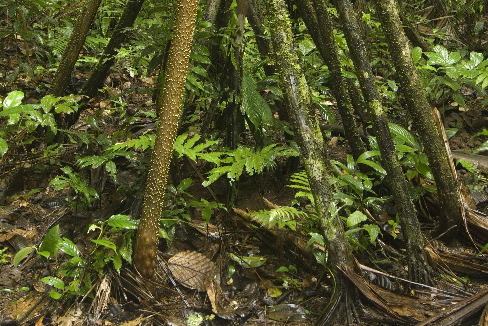 Die Wurzeln des laufenden Baumes Socratea exorrhiza