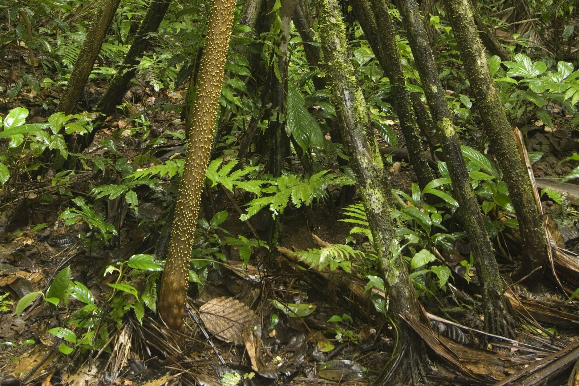 Die Wurzeln des laufenden Baumes Socratea exorrhiza