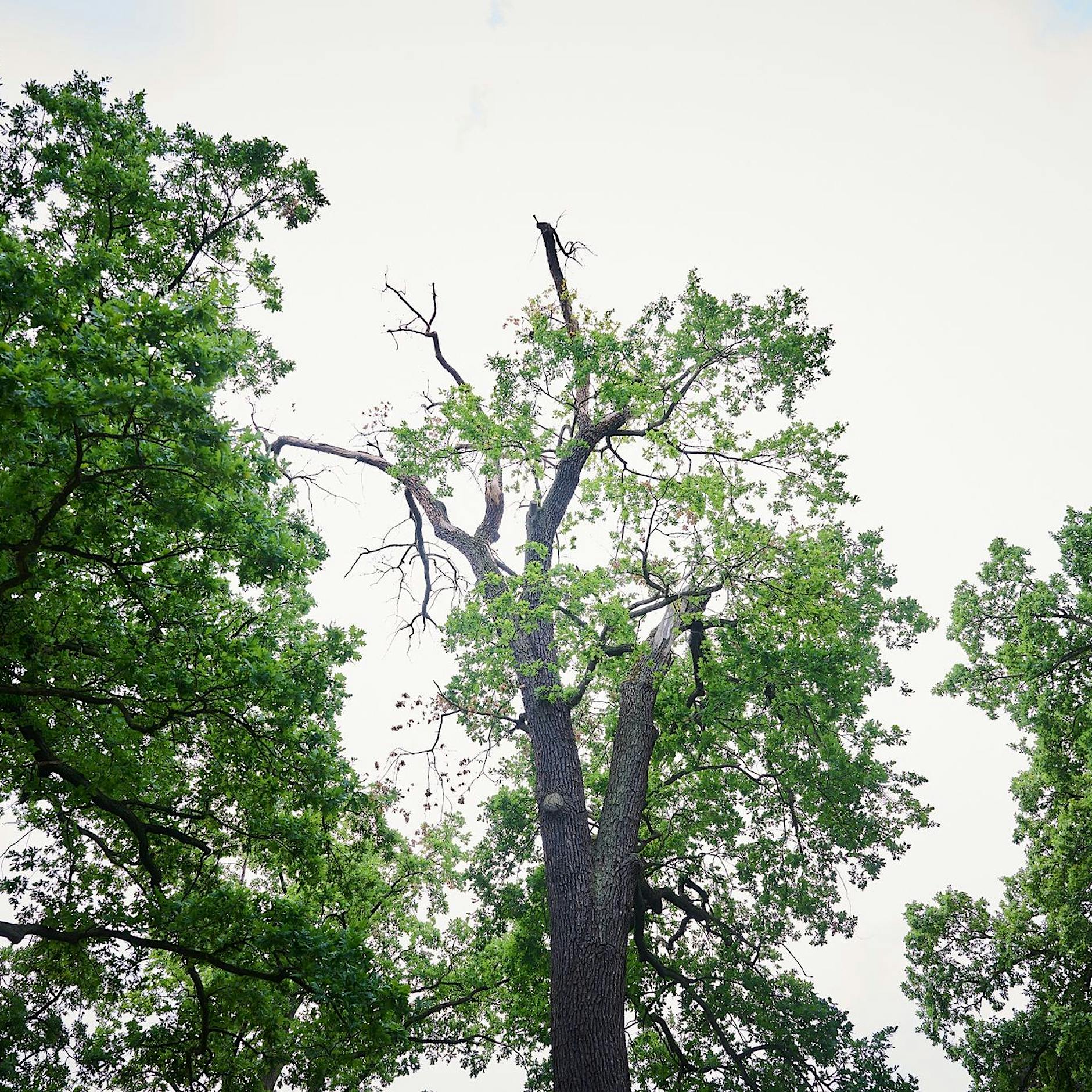 Gartendirektor sorgt sich um Erhalt historischer Anlagen