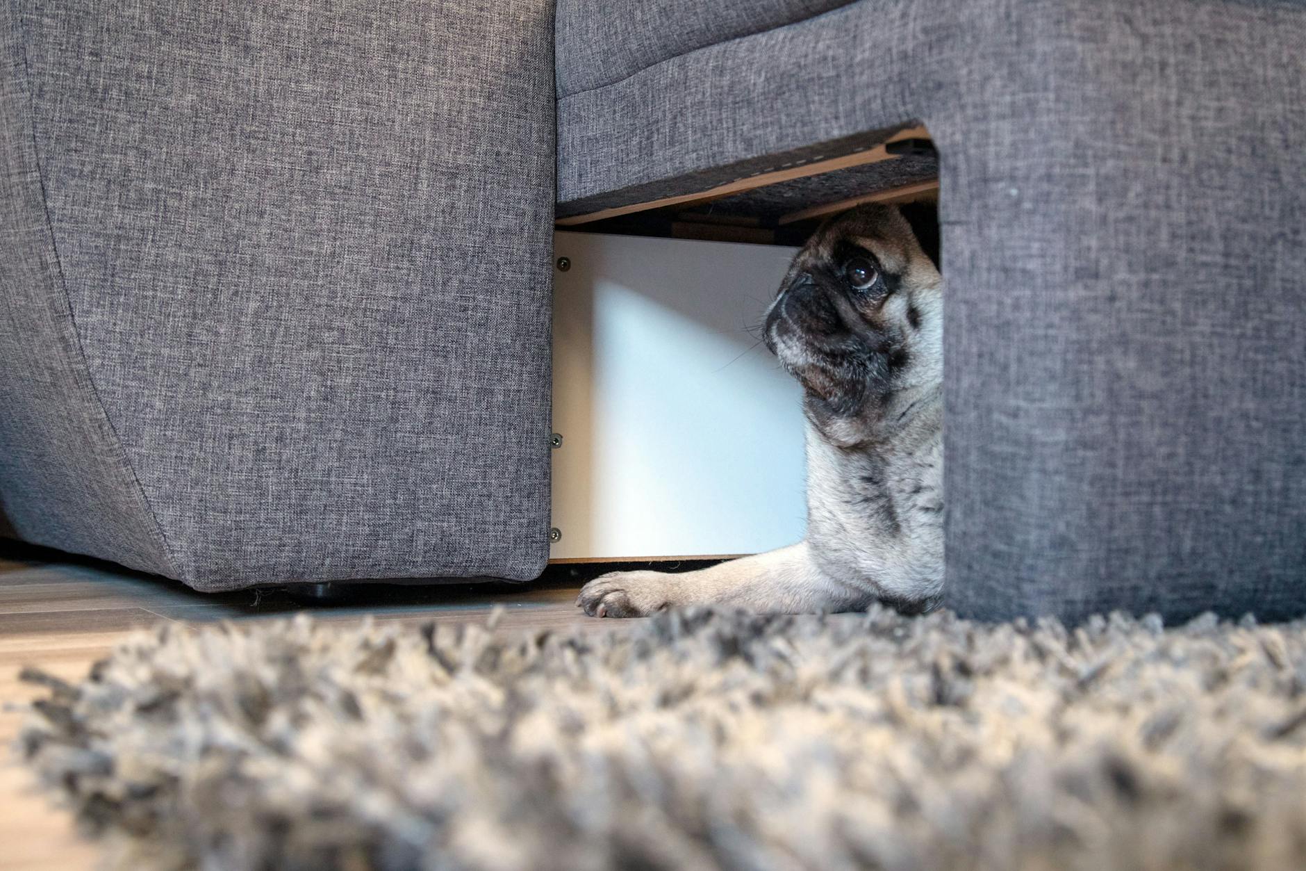 Für Tiere bedeutet Silvester Stress: Wenn es draußen kracht und blitzt, hilft manchmal schon eine kleine Höhle. 