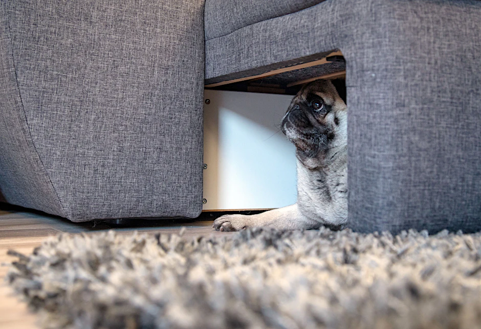 Für Tiere bedeutet Silvester Stress: Wenn es draußen kracht und blitzt, hilft manchmal schon eine kleine Höhle.&nbsp;