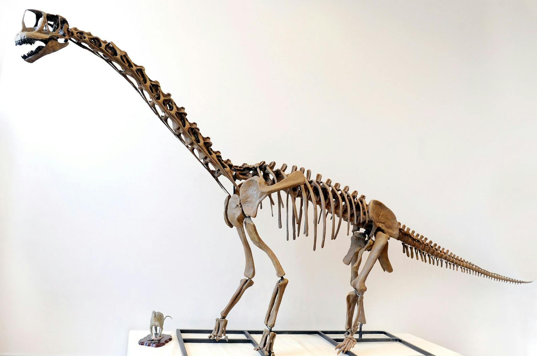 ARCHIV - Eine maßstabsgetreue Nachbildung eines Langhals-Dinosauriers.