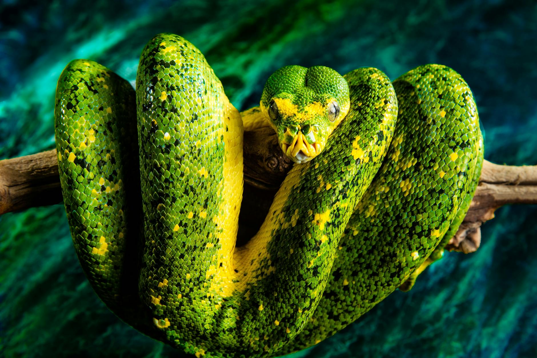 Eine Python in Gefangenschaft