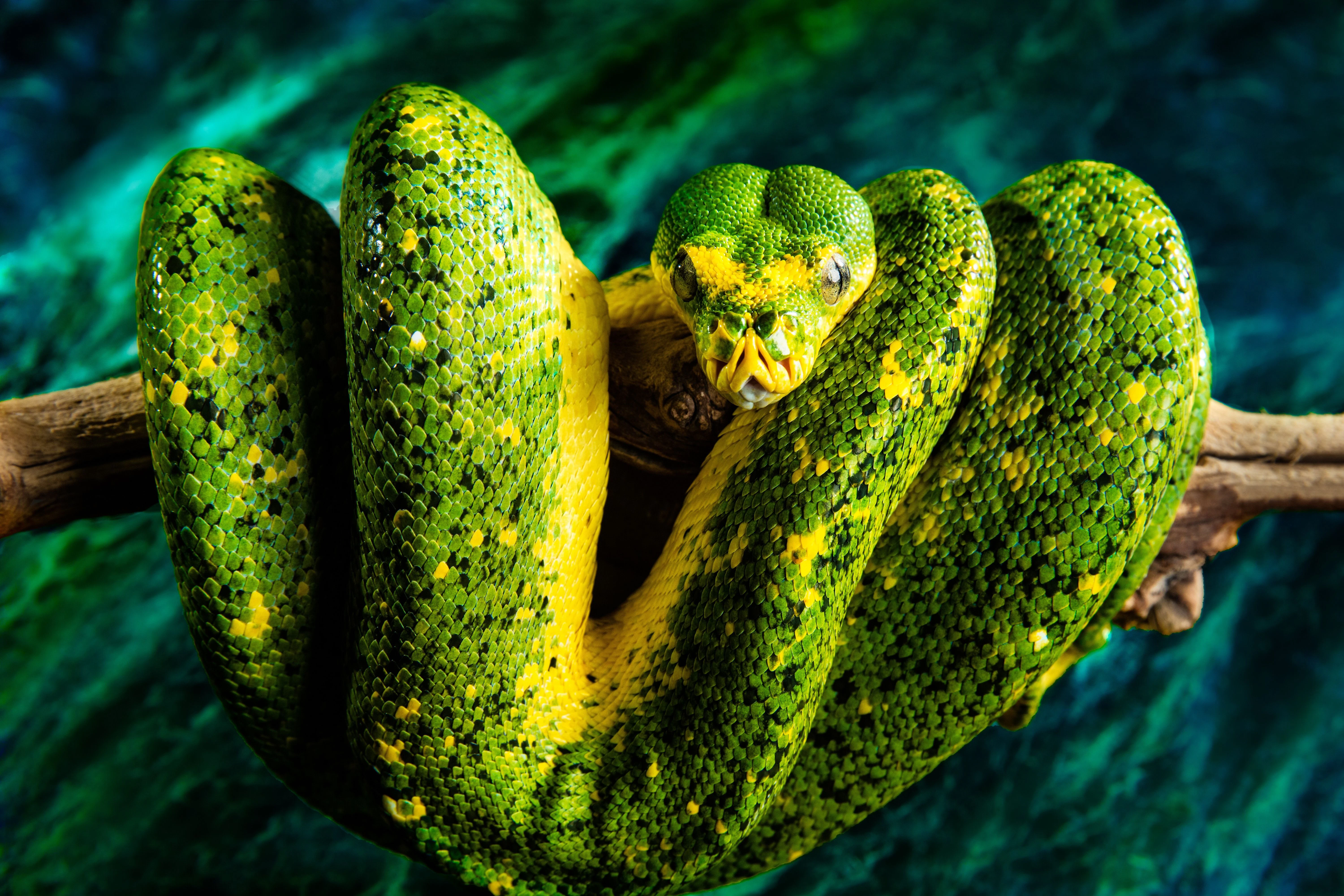 Eine Python in Gefangenschaft