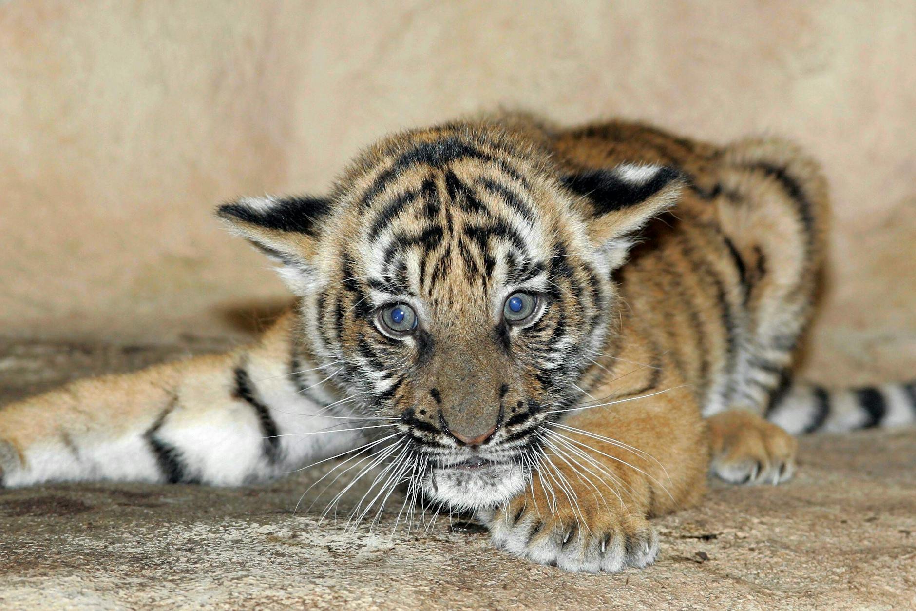 Tiger – hier nicht bei einer Party, sondern in einem Zoo