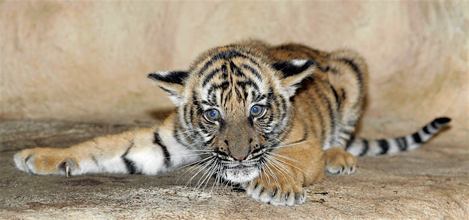 Tiger – hier nicht bei einer Party, sondern in einem Zoo
