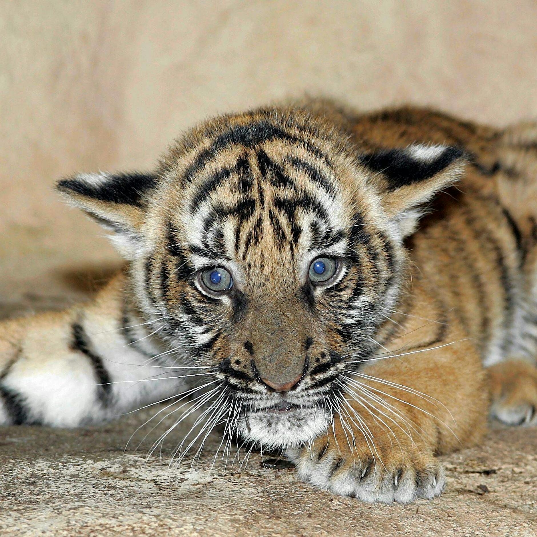 Echter Tiger auf Clan-Hochzeit in Berlin: Der Zirkus erklärt, wie es dazu kam
