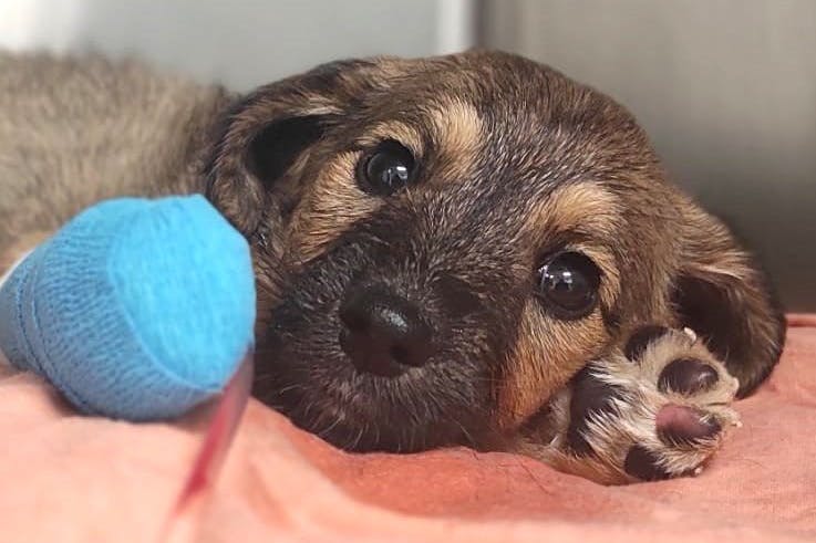 Welpe Amadeus litt an Parvovirose, überlebte die Infektion nicht.