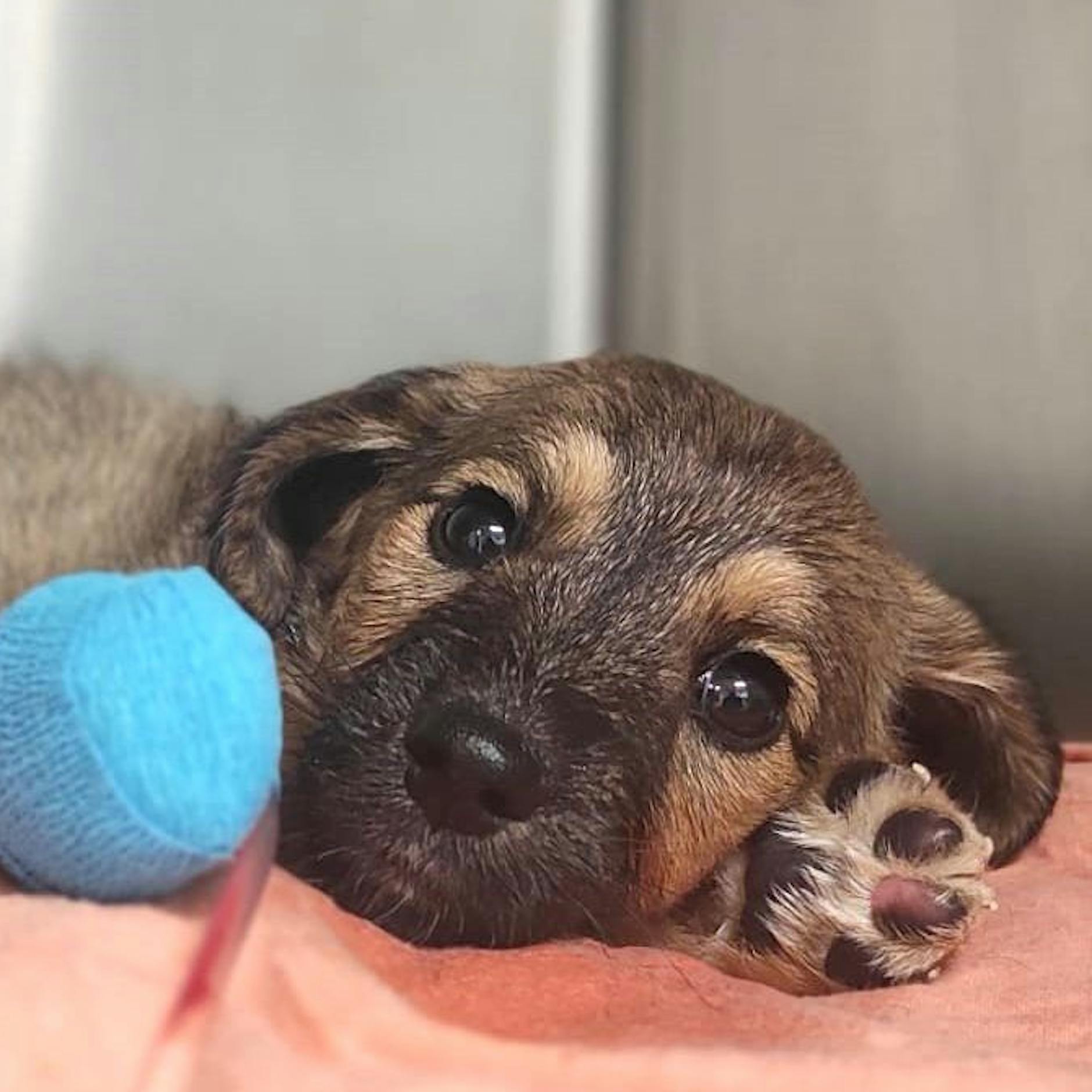 Tränen-Appell aus dem Tierheim: Welpen über Weihnachten ausgesetzt und gestorben! „Wir sind unendlich traurig“