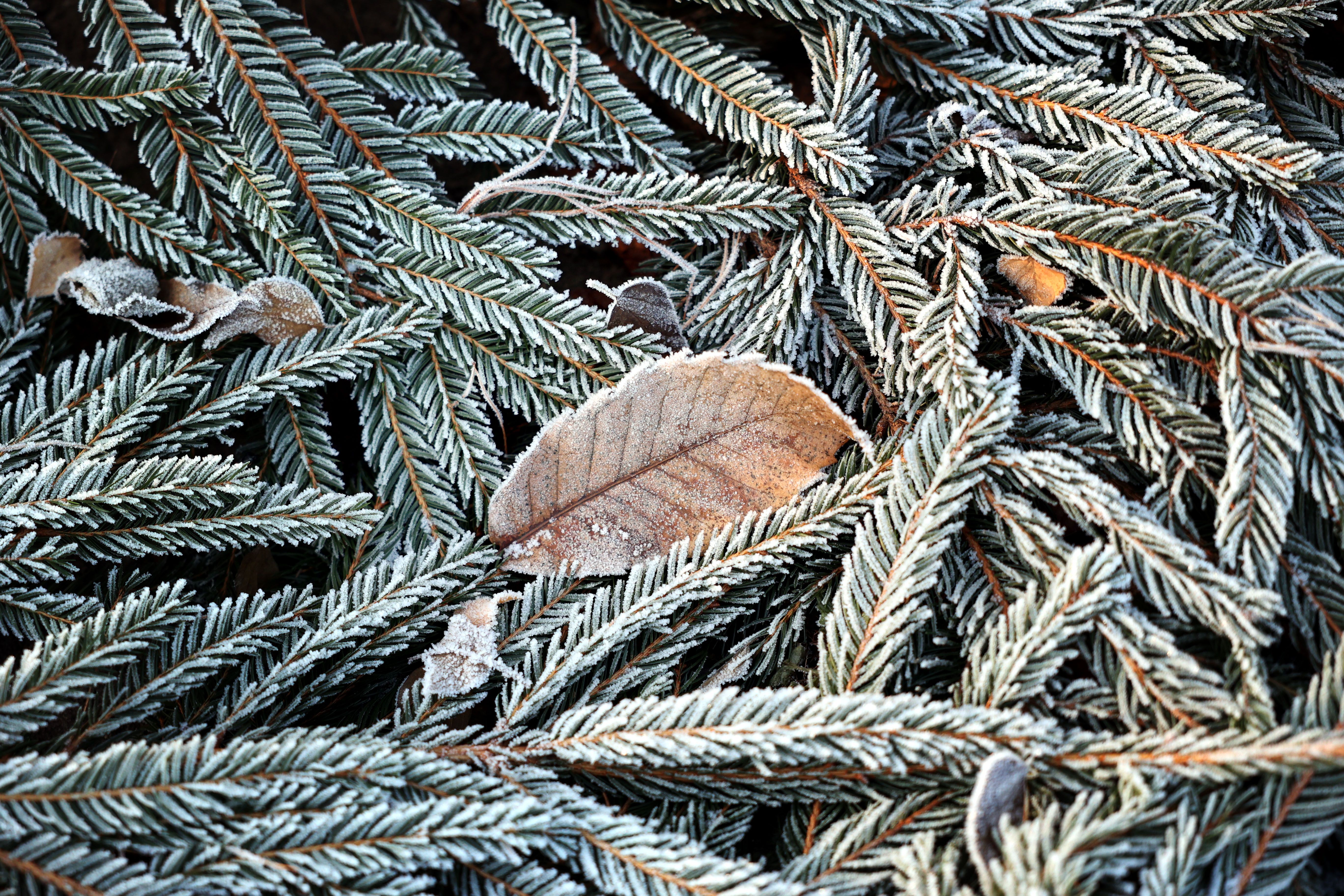 Image - Das Wetter nach dem Jahreswechsel: Der Winter kommt! Experte: Horror-Sturm aus den USA ist schuld an unserem Wetter